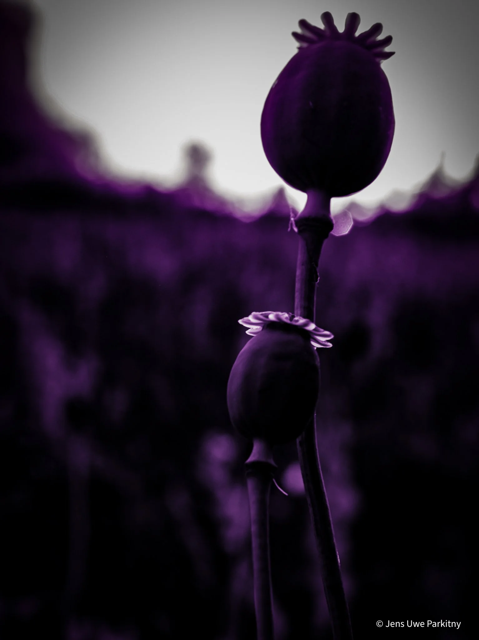 Yinbaw Poppy - 1-4-3.jpg