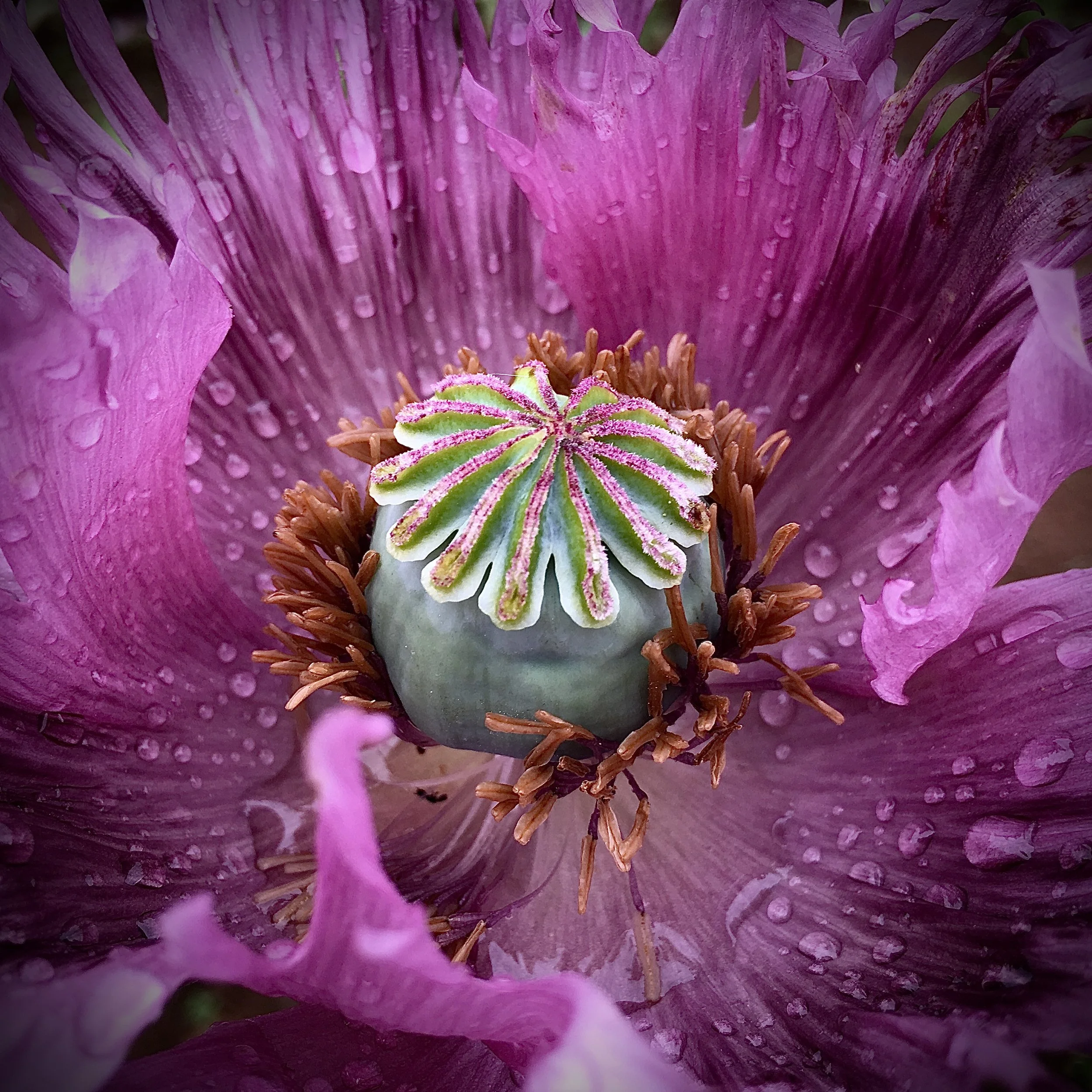 Poppy Flowers