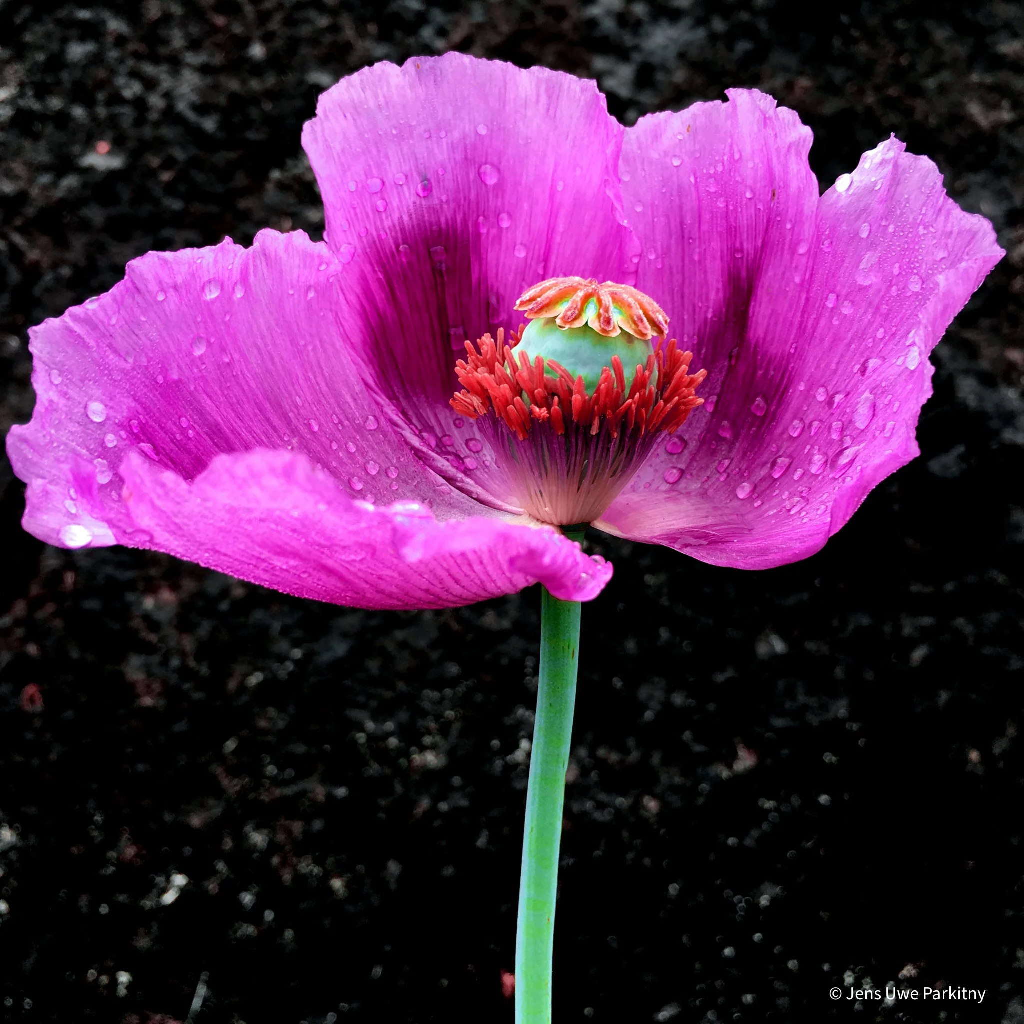 Yinbaw Poppy 2 - 1 (71) c-2.jpg