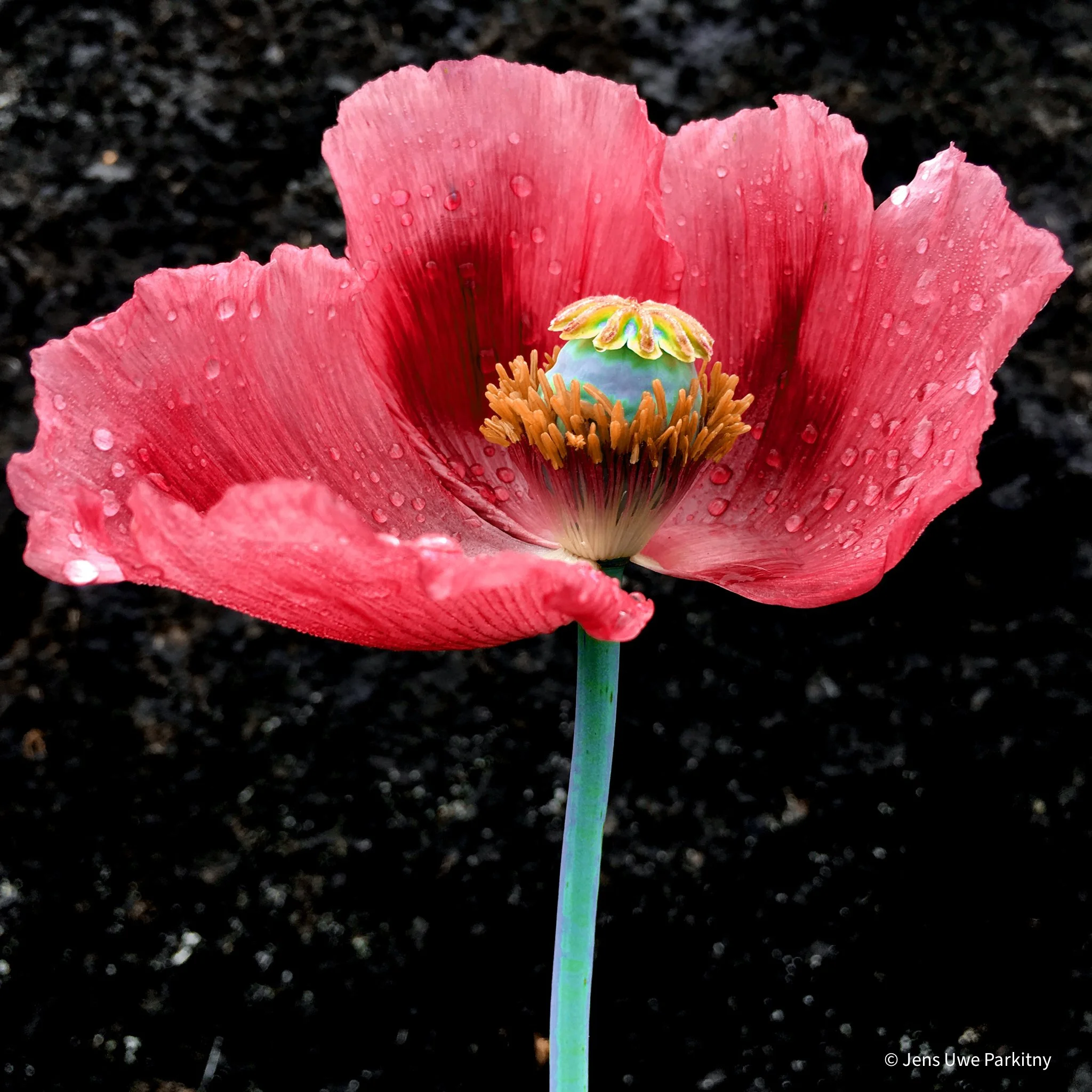 Yinbaw Poppy 2 - 1 (71) b-4.jpg
