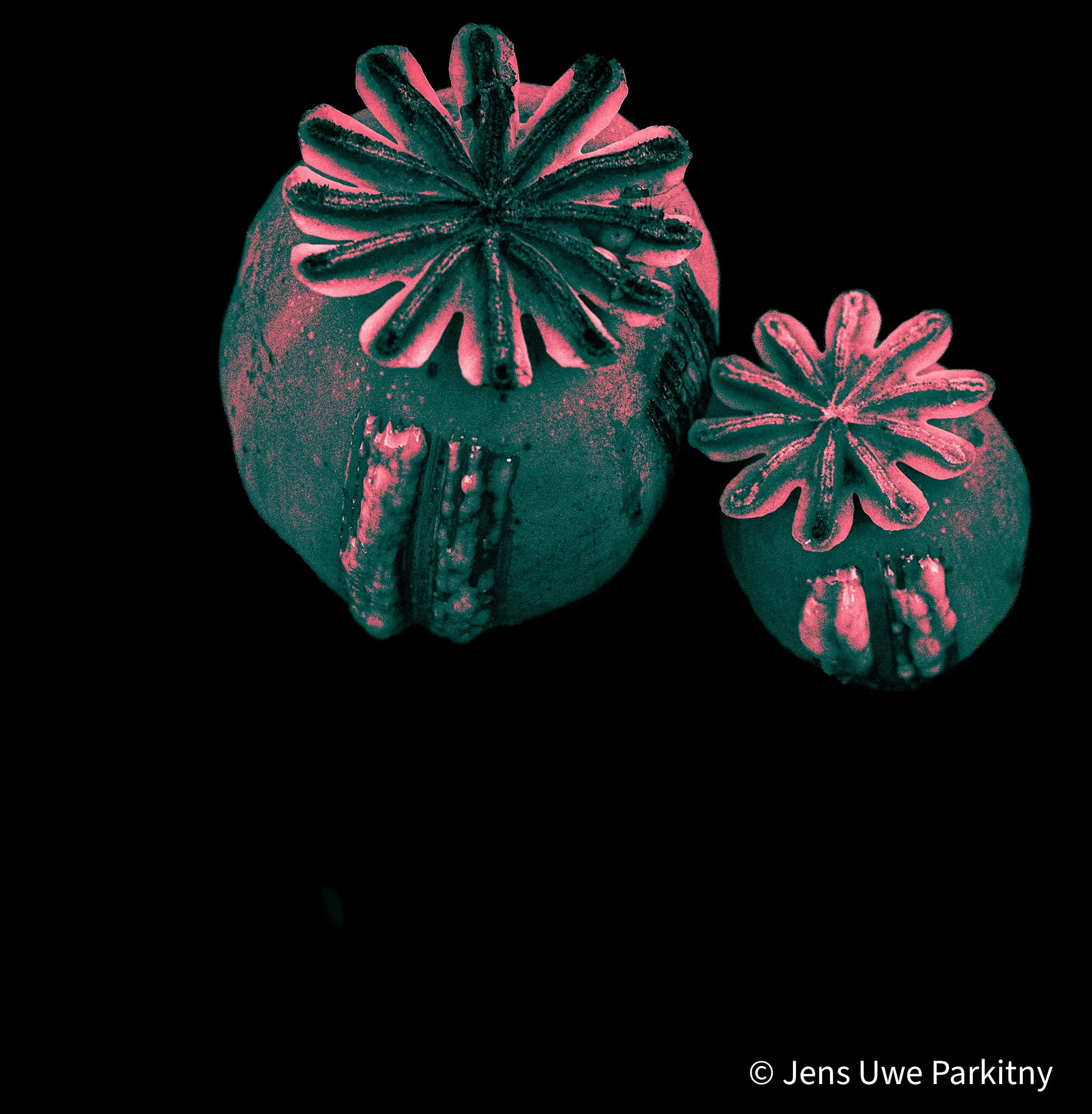 Scratched Poppy Flower Capsules - monochromatic image