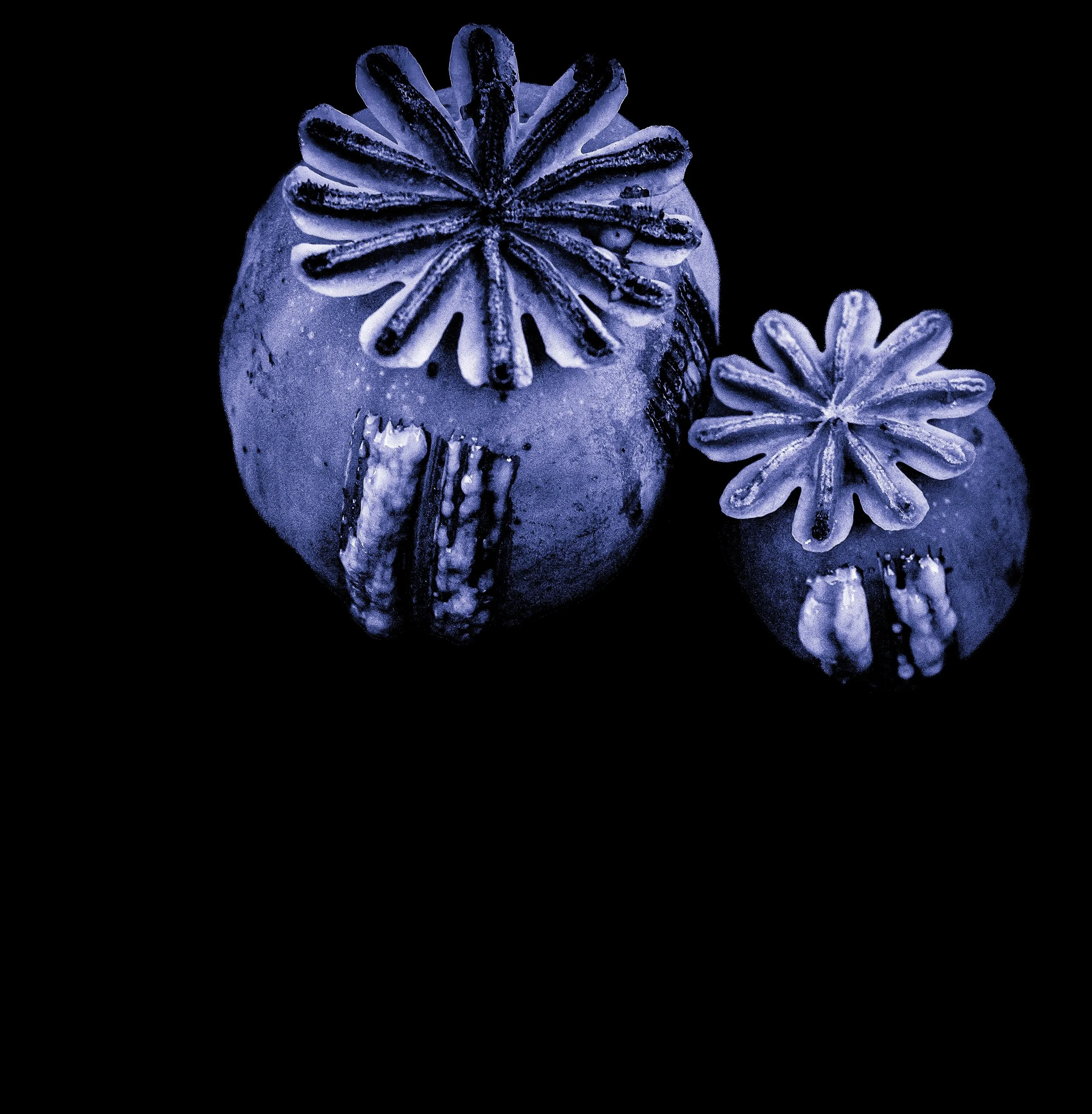 Poppy - 1 (14)-9.jpg
