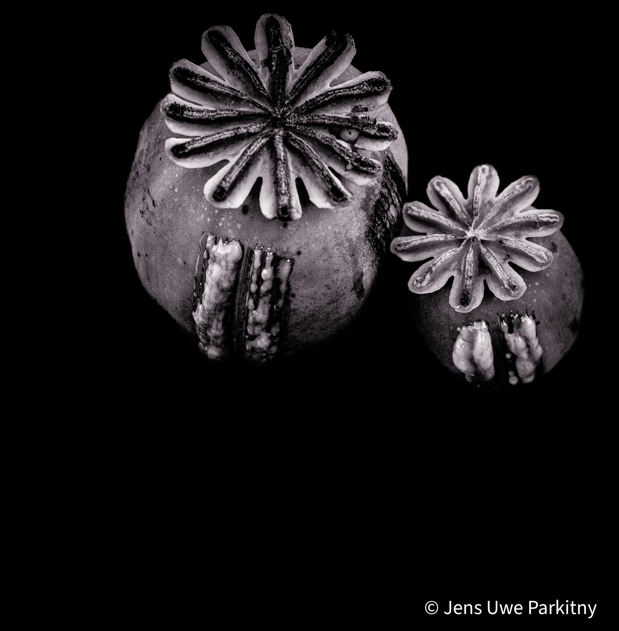 Scratched Poppy Flower Capsules - monochromatic image