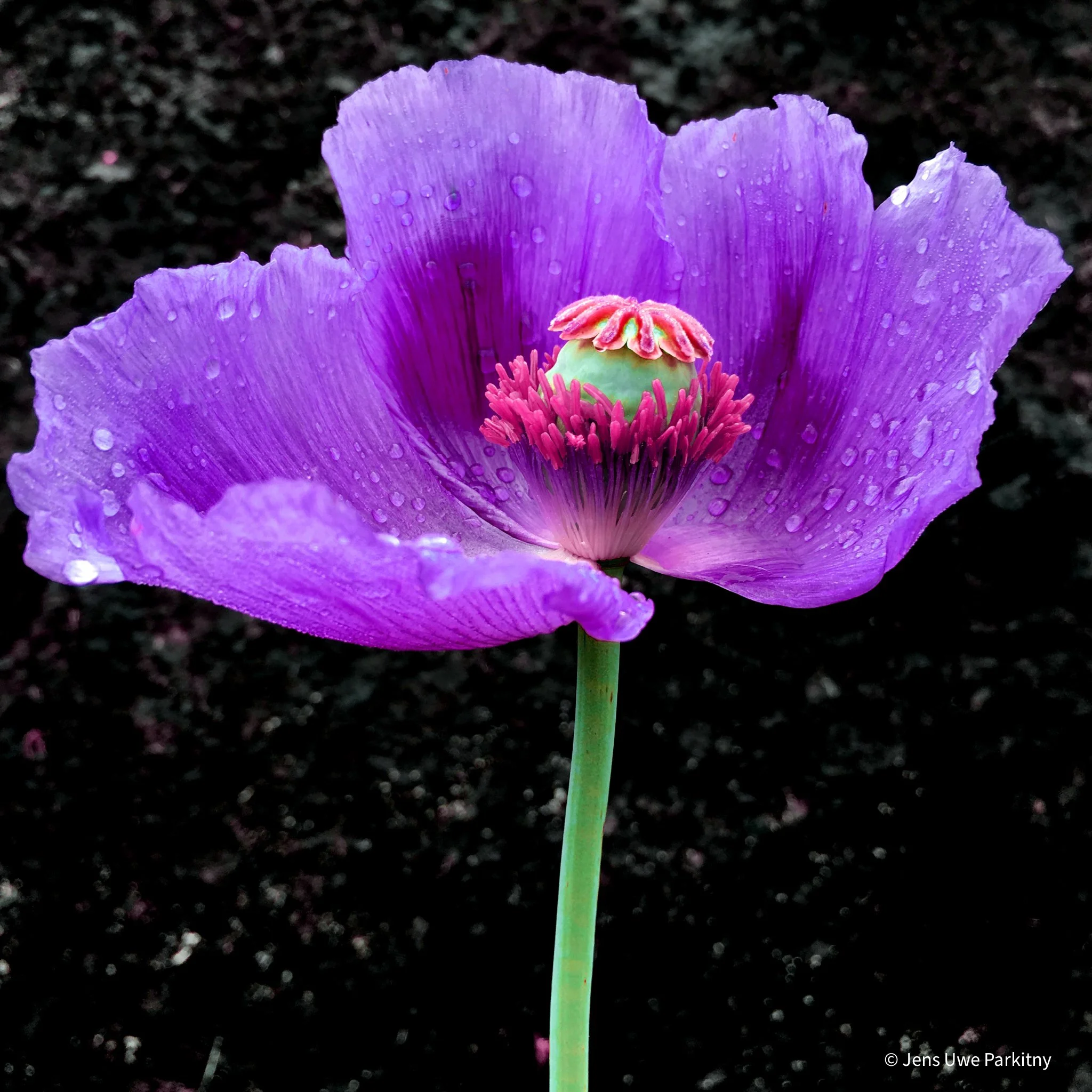 Yinbaw Poppy 2 - 1 (71) d-3.jpg