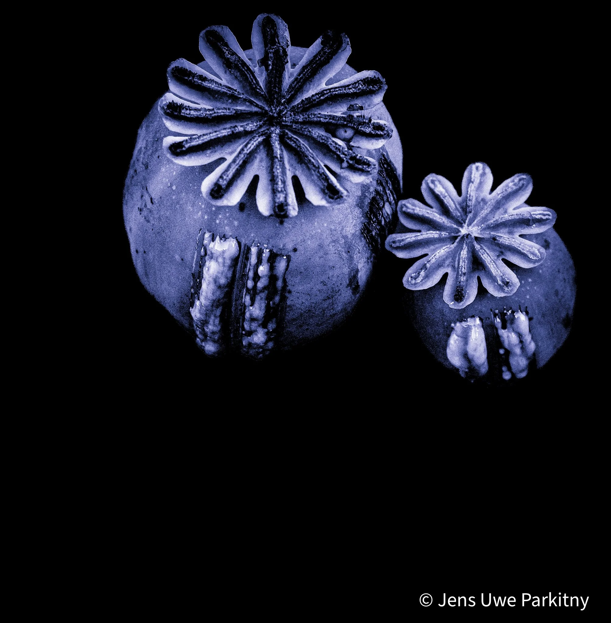 Scratched Poppy Flower Capsules - monochromatic image