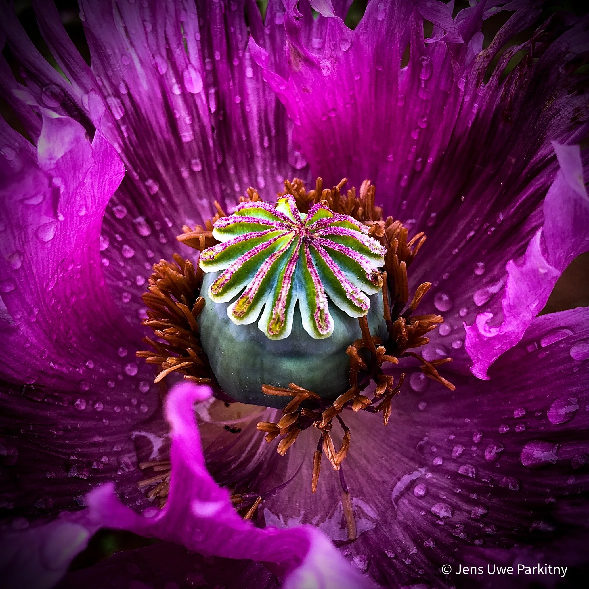 Yinbaw Poppy 2 - 1 (44) touched-2.jpg