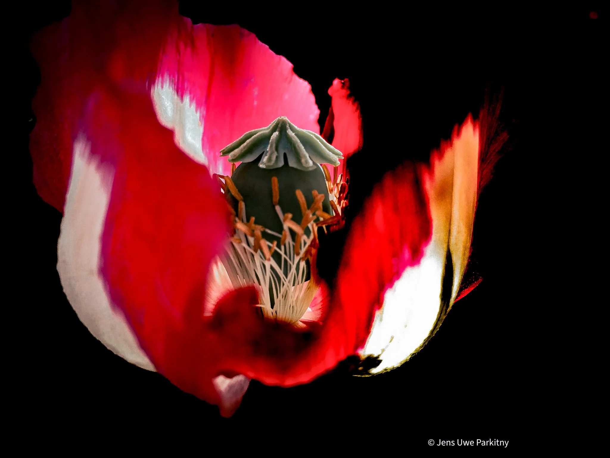 Poppy - 1 (42)-2.jpg