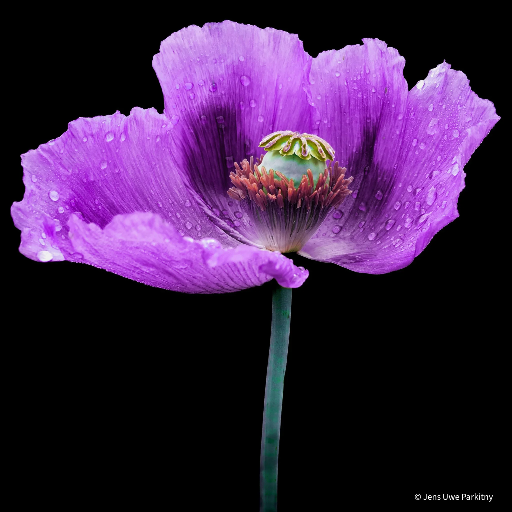 Yinbaw Poppy 2 - 1 (73)-2.jpg