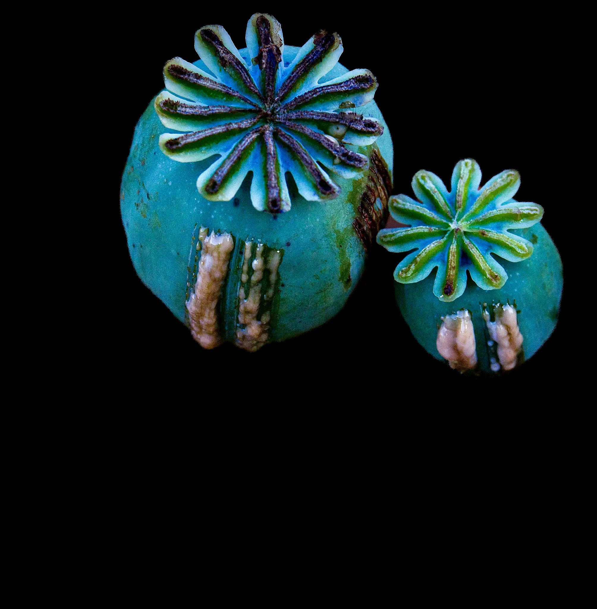 Poppy - 1 (14)-7.jpg