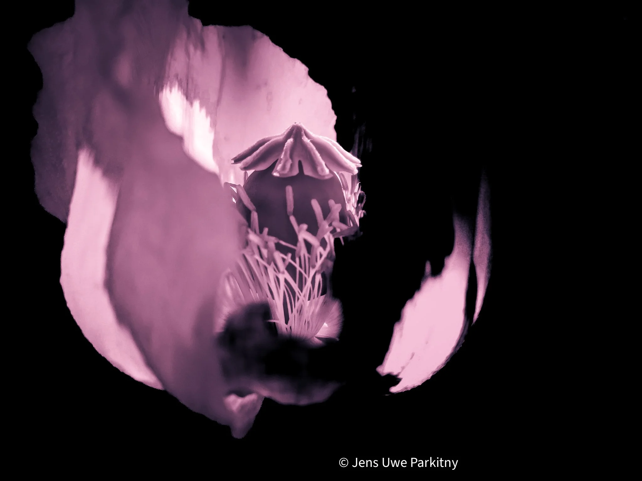 Poppy Flower in bloom - monochromatic image