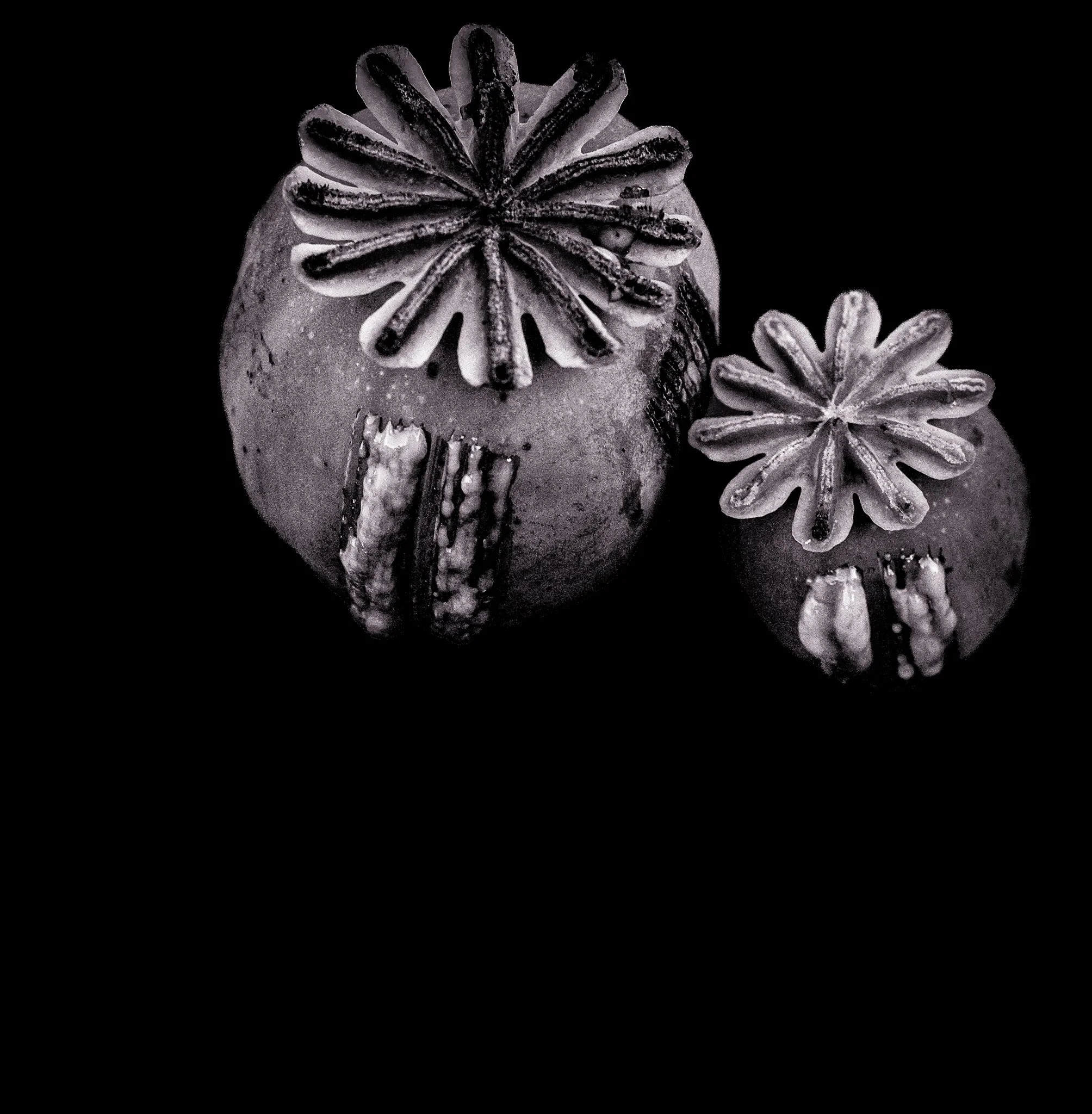 Poppy - 1 (14)-6.jpg