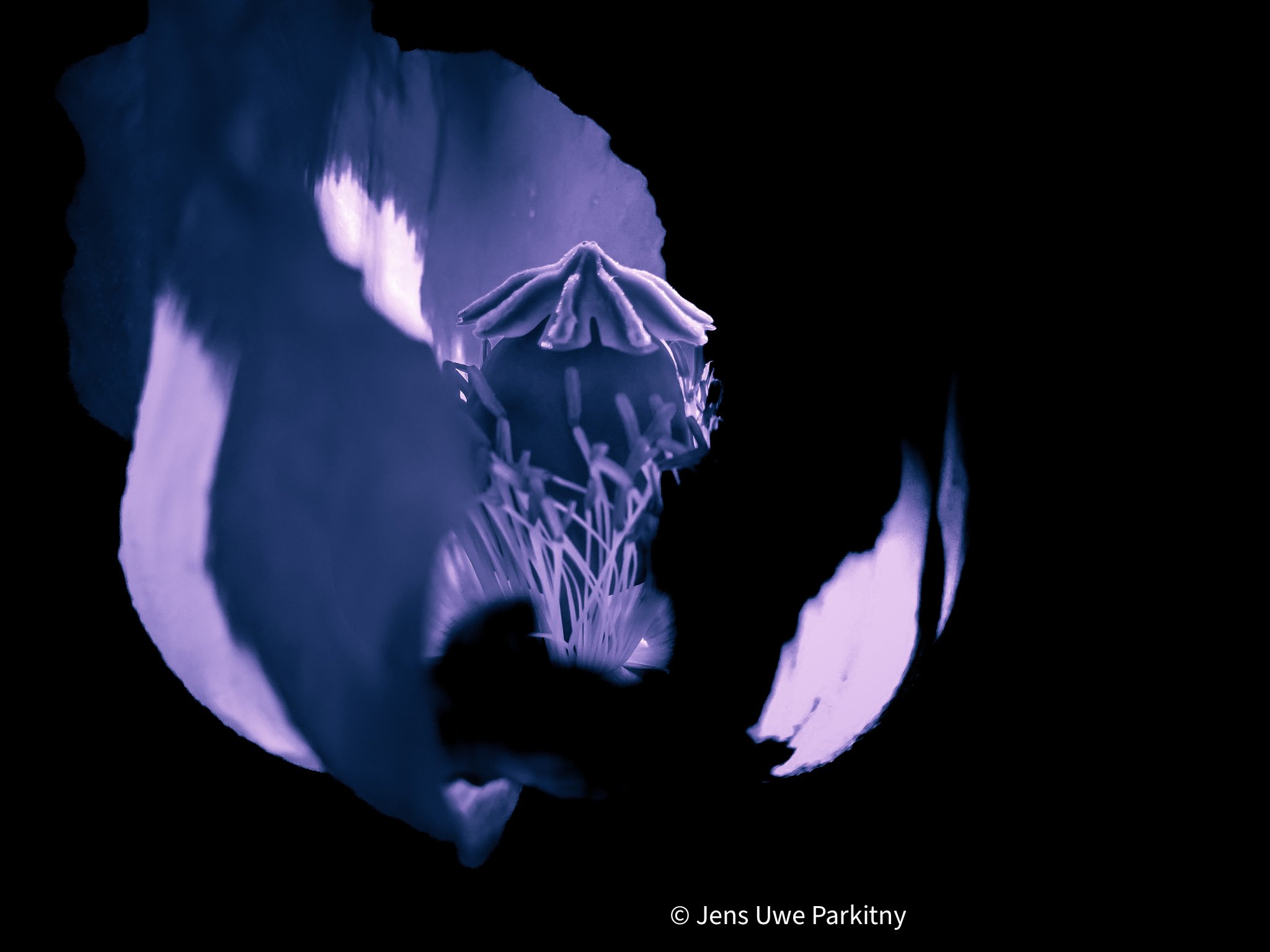 Poppy Flowe in Bloom - monochromatic image