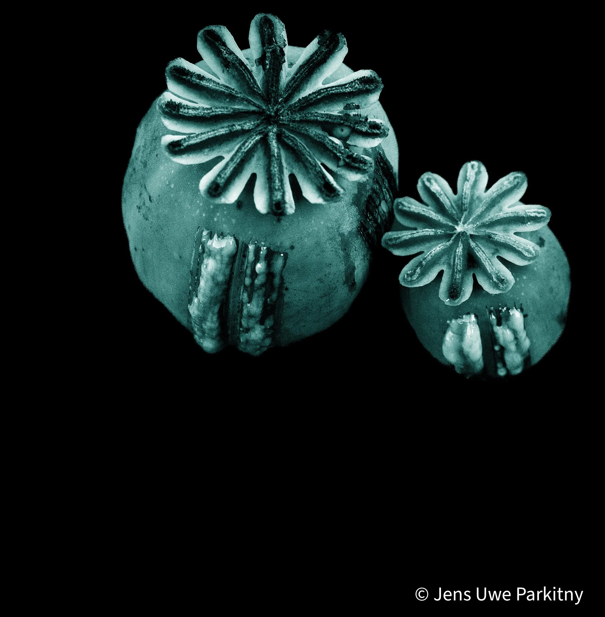 Scratched Poppy Flower Capsules - monochromatic image