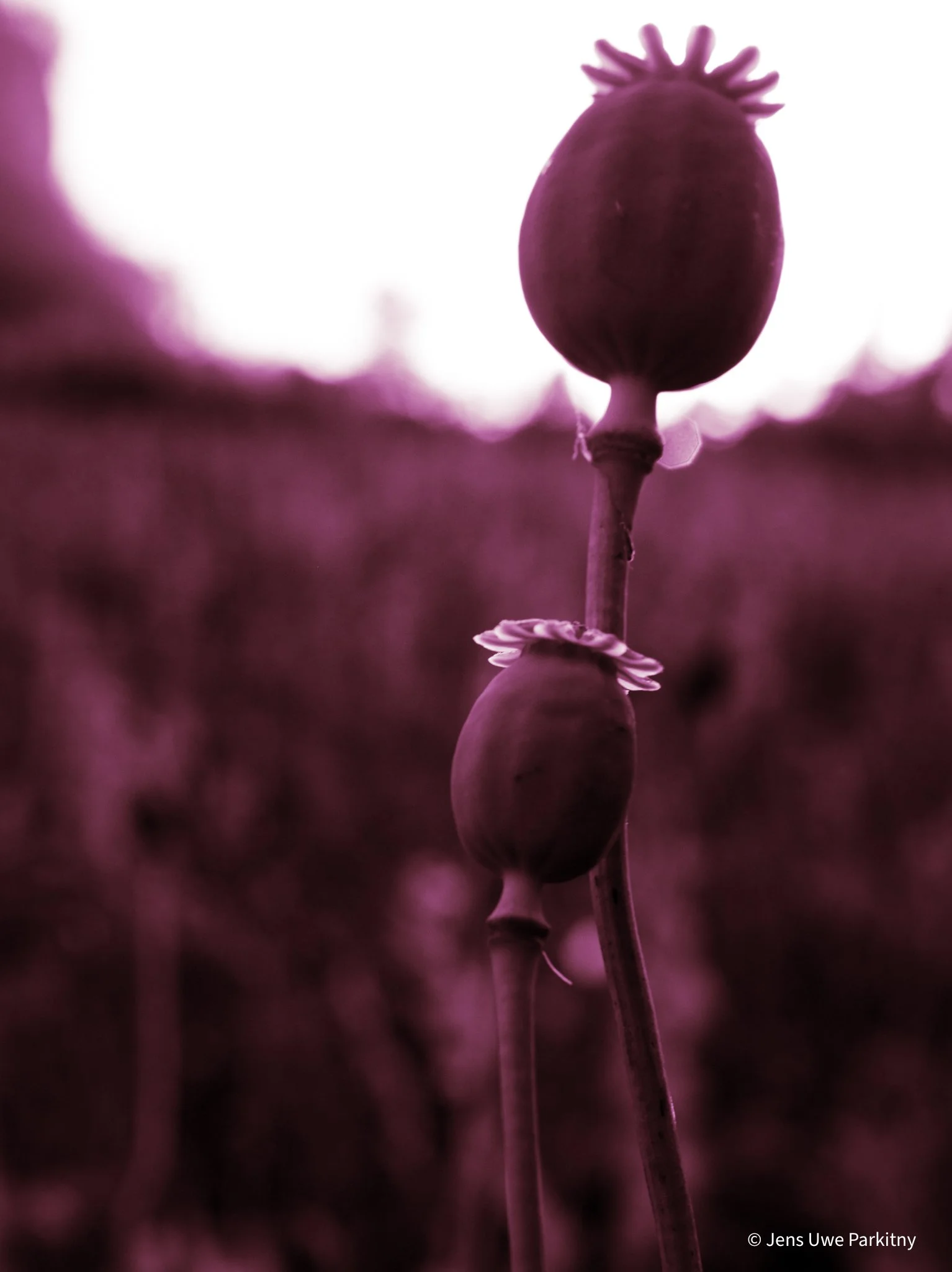 Yinbaw Poppy - 1-6-2.jpg