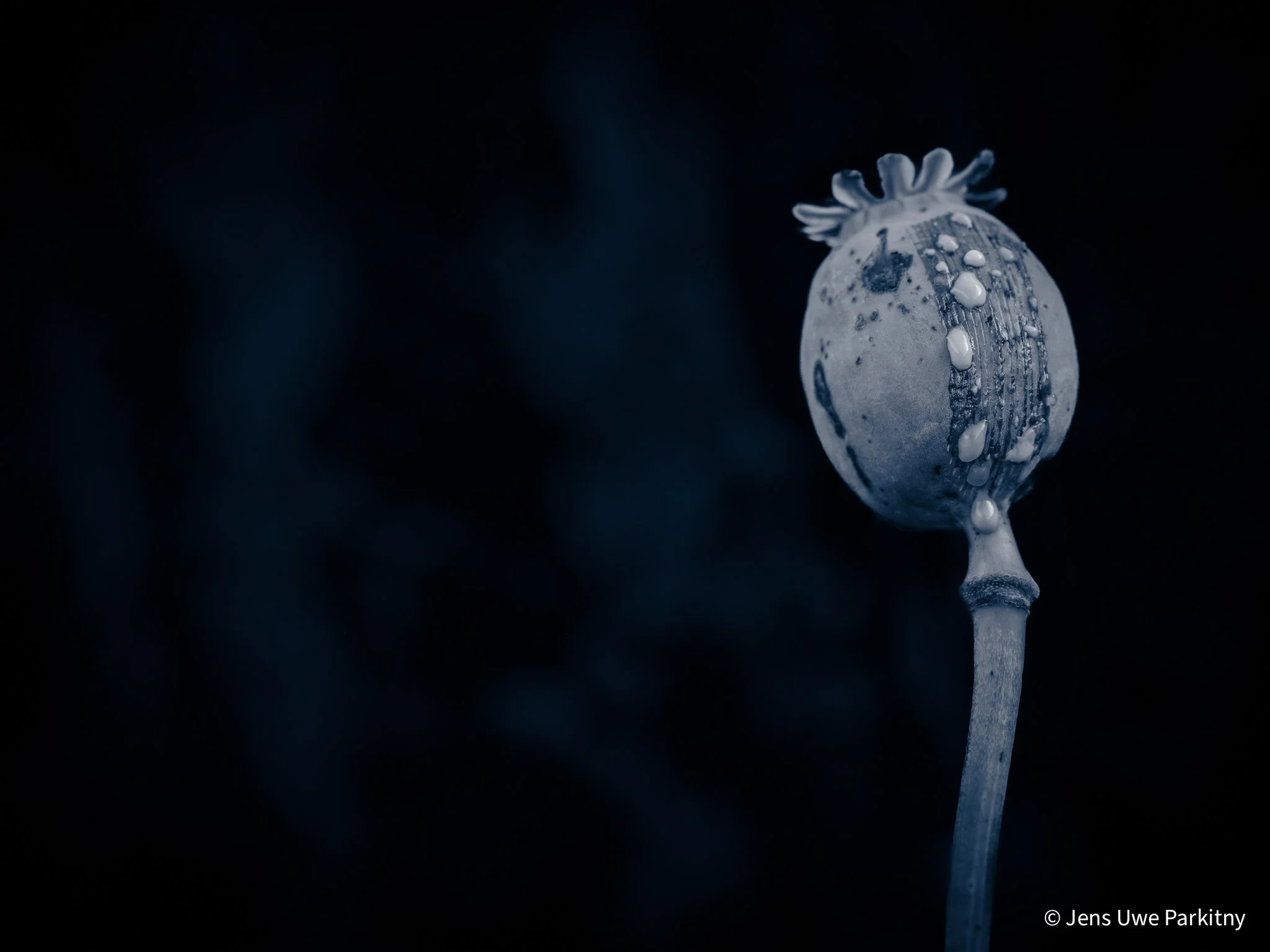 Poppy - 1-2.jpg