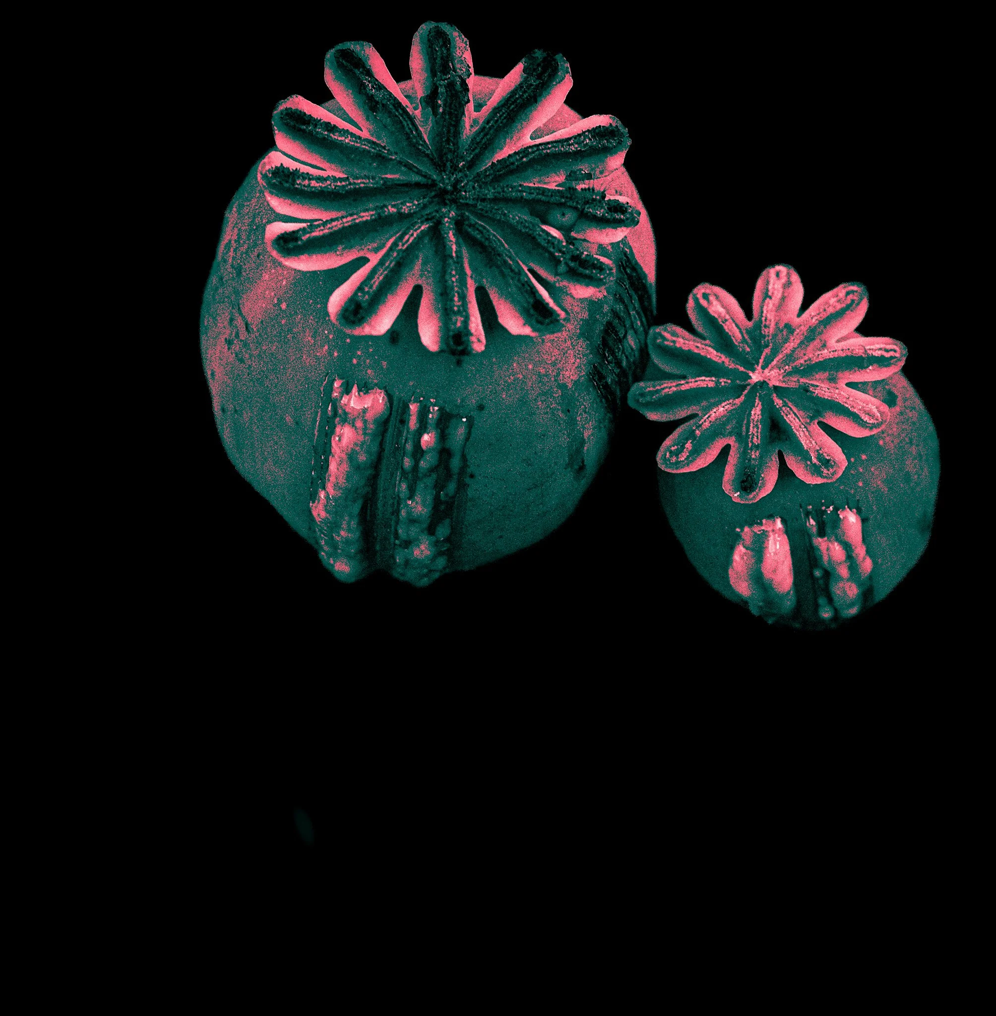 Poppy - 1 (14)-11.jpg