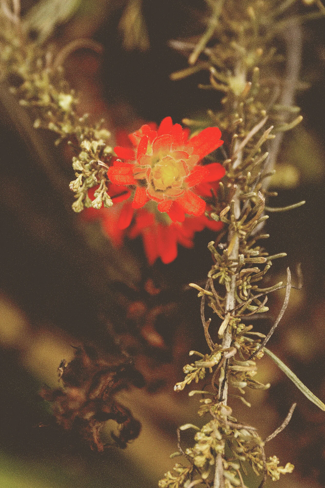 BigSur_2021_64.jpg