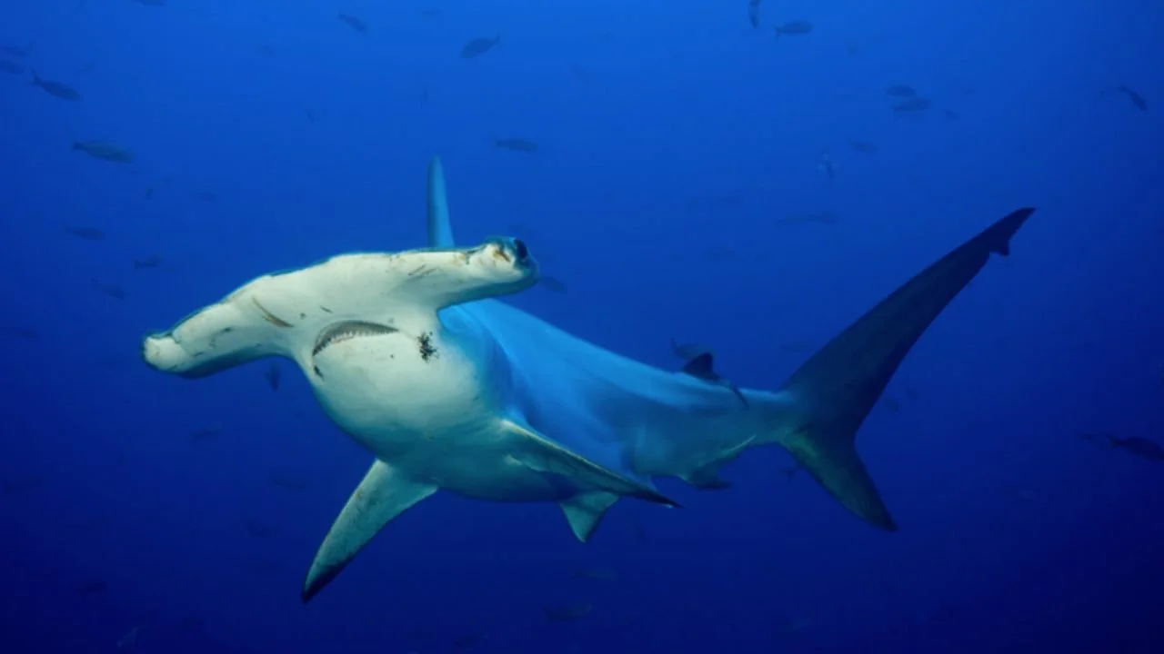 Croisière Corne de Ténia, passe d’Isie et Uitoé du 23 au 27 Septembre - A la recherche du rassemblement de marteaux      (Pleine Lune)  (Jeudi férié)