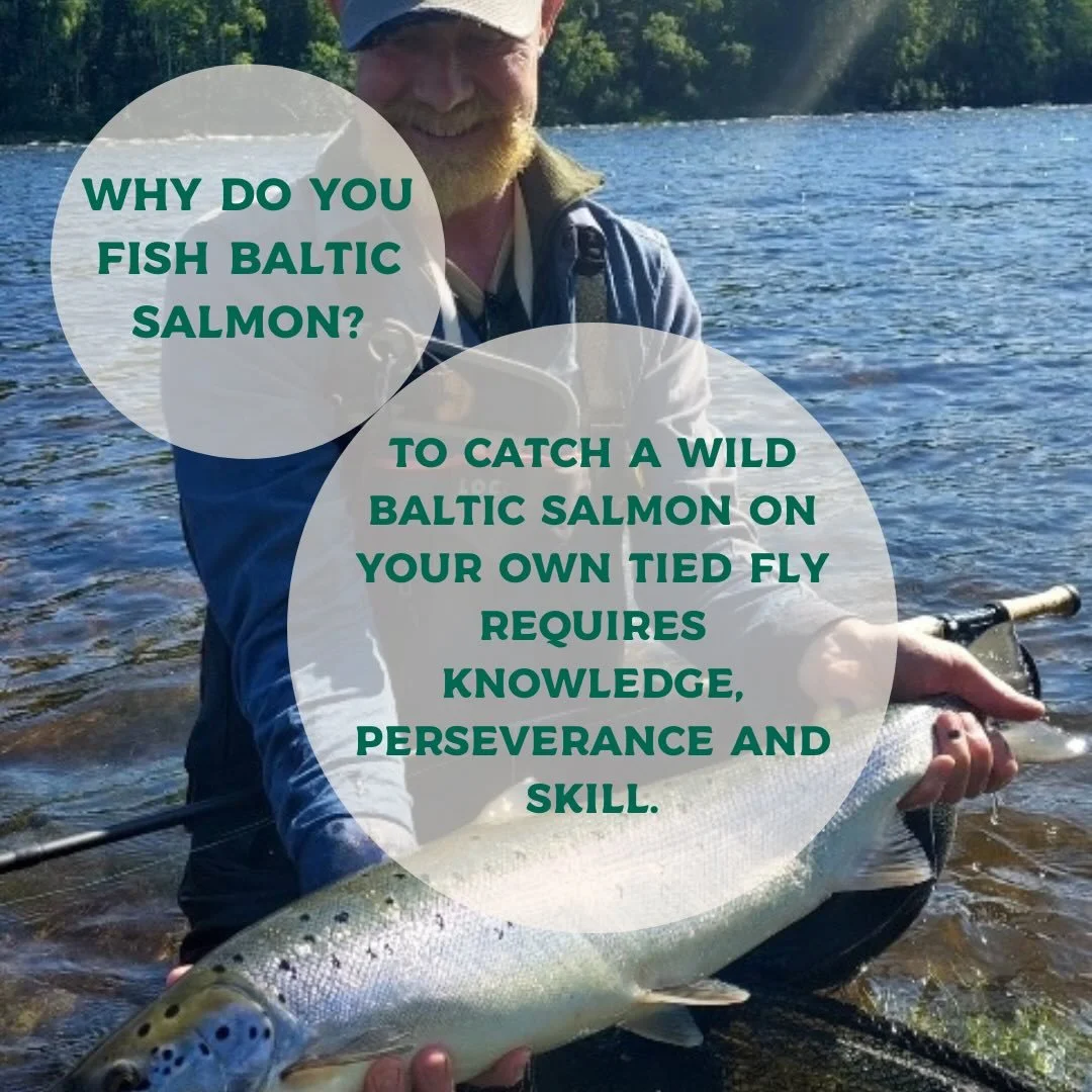 Why do you fish Baltic salmon? 

This time we asked our friend Tommy. 

He is a regular guests and a friend of us and knows how to fish Baltic salmon. 

This year he had an amazing week with several fish landed. 

Thank you for sharing your passion w