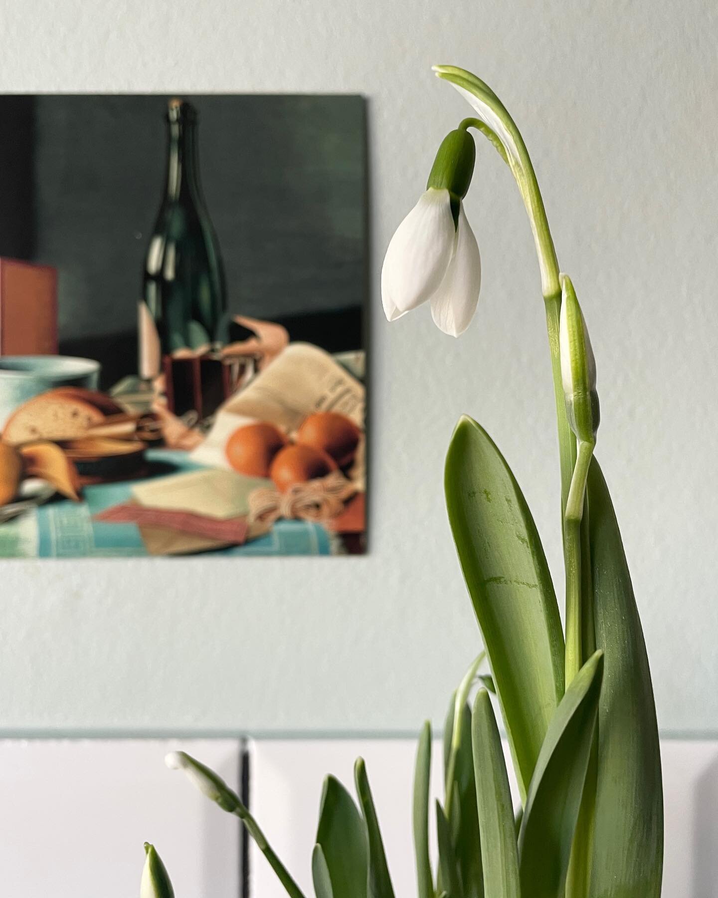 Hello Februar 🌱 
Fylder mine krukker med spirer og tyvstarter for&aring;ret. 
#vinterg&aelig;k #for&aring;r #stylist_GitteChristensen