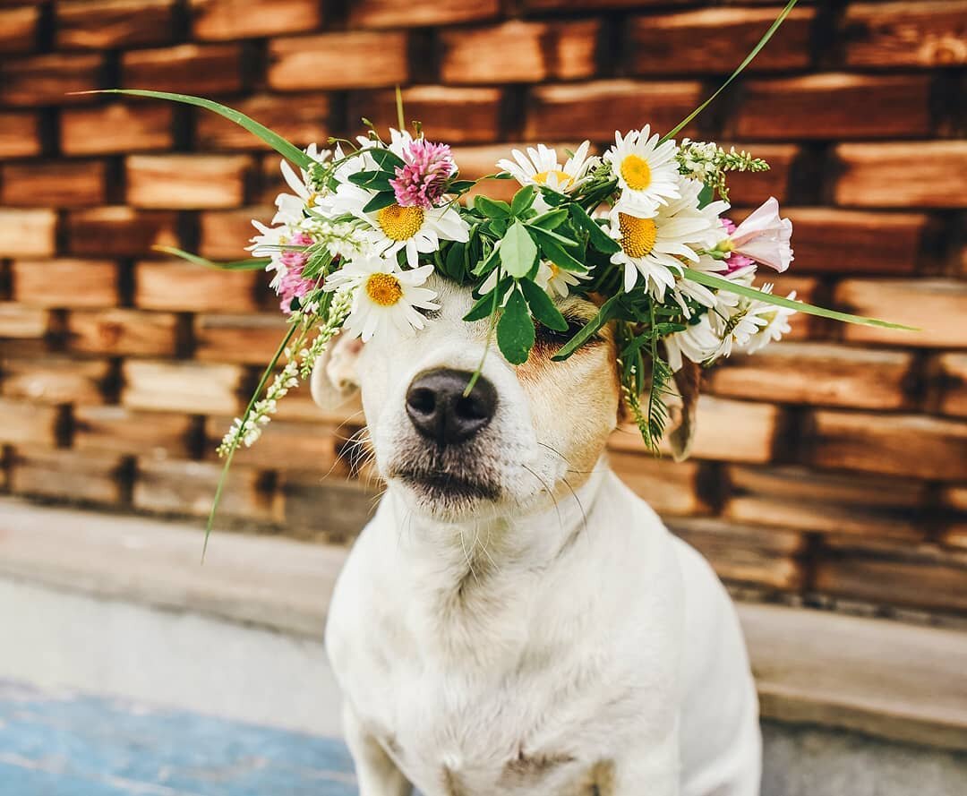 🌼 &iexcl;Ya llega la #primavera! Te esperamos en El Endulzaero. Por supuesto, admitimos mascotas 😍

#Badajoz #Extremadura #CasaRural #CasaRuralElEndulzaero #Salvale&oacute;n  #Zafra #Jerezdeloscaballeros #M&eacute;rida #turismo #TurismoRural #turis