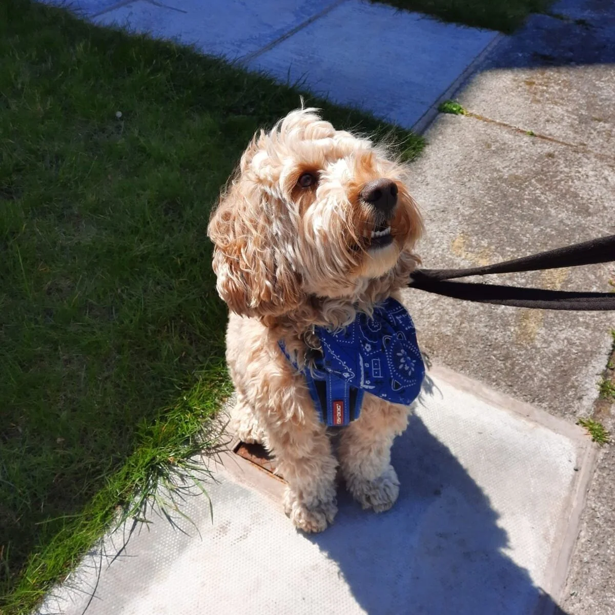 Help stop my dog barking, lunging and pulling on the lead — toddies dog