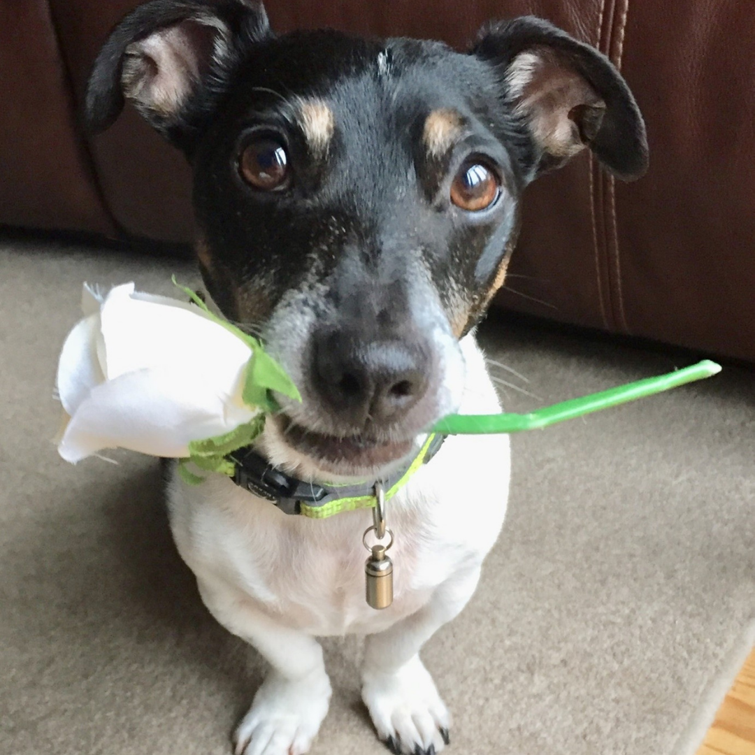 Help stop my dog barking, lunging and pulling on the lead — toddies dog