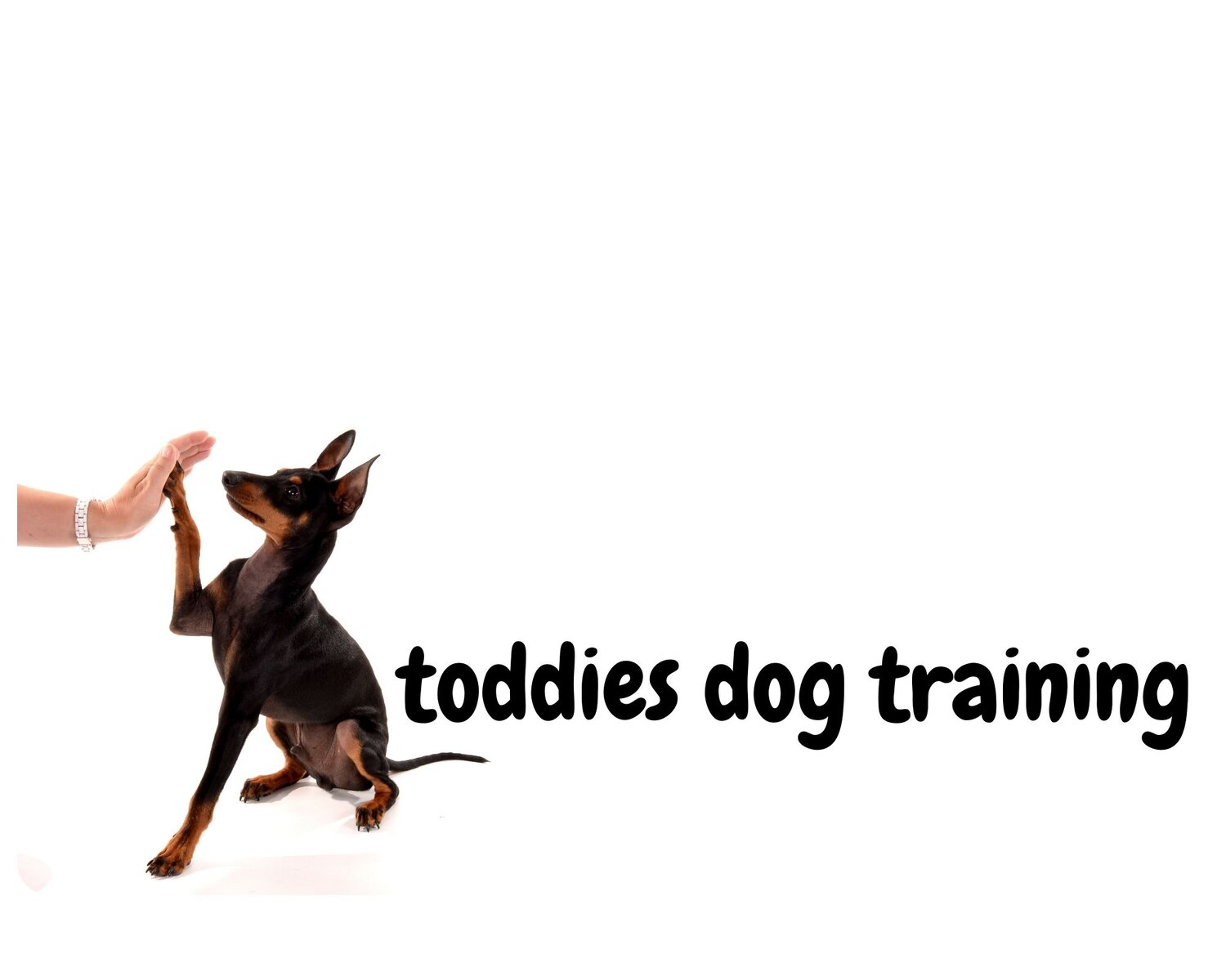 toddies dog training