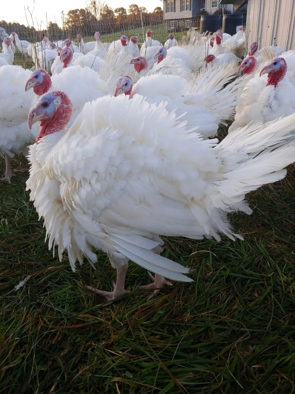 Thanksgiving Turkey Pre-Order (Deposit Only)
