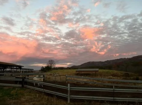 Brasstown Beef