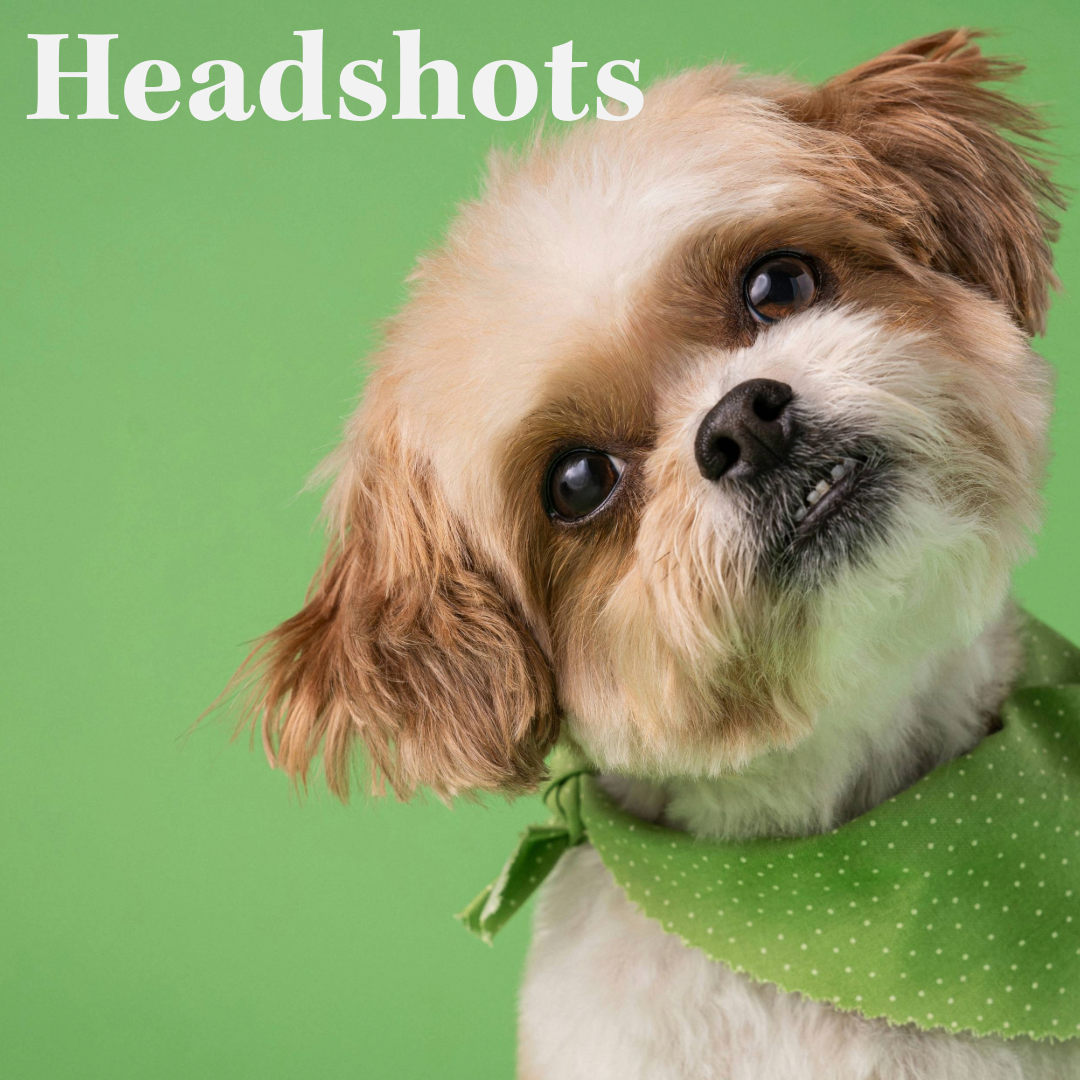 On-Site Business Headshots:         FAQ for Dorset, Hampshire &amp; London based companies