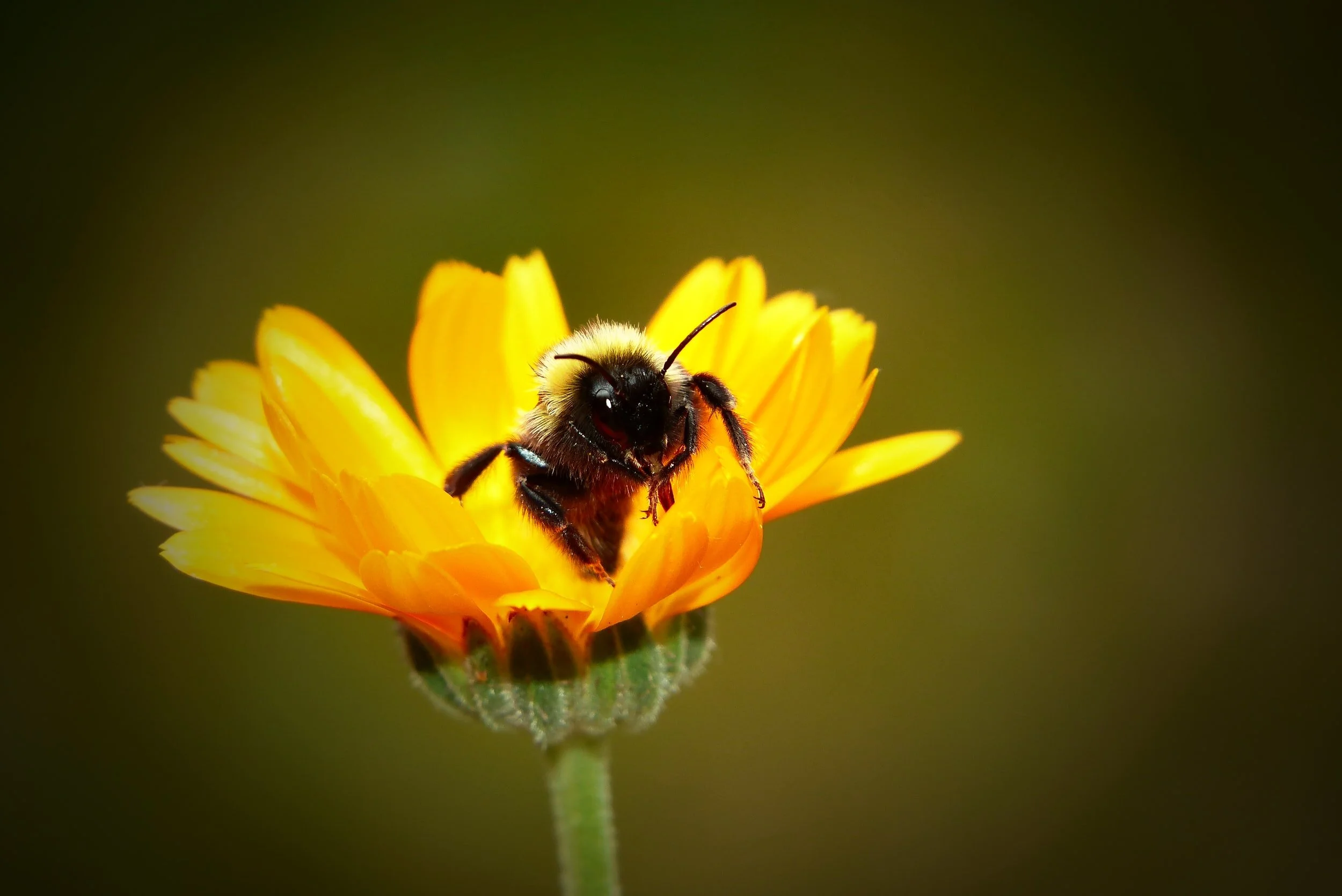 PARC BRYN BACH IS BUZZING WITH WILDLIFE