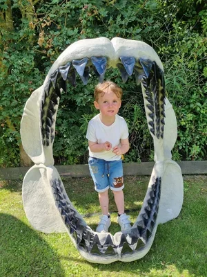 dino+display+teeth.webp