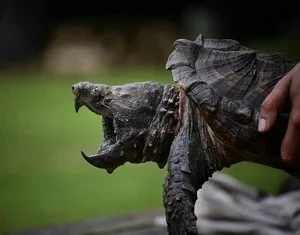 snapping+turtle.webp