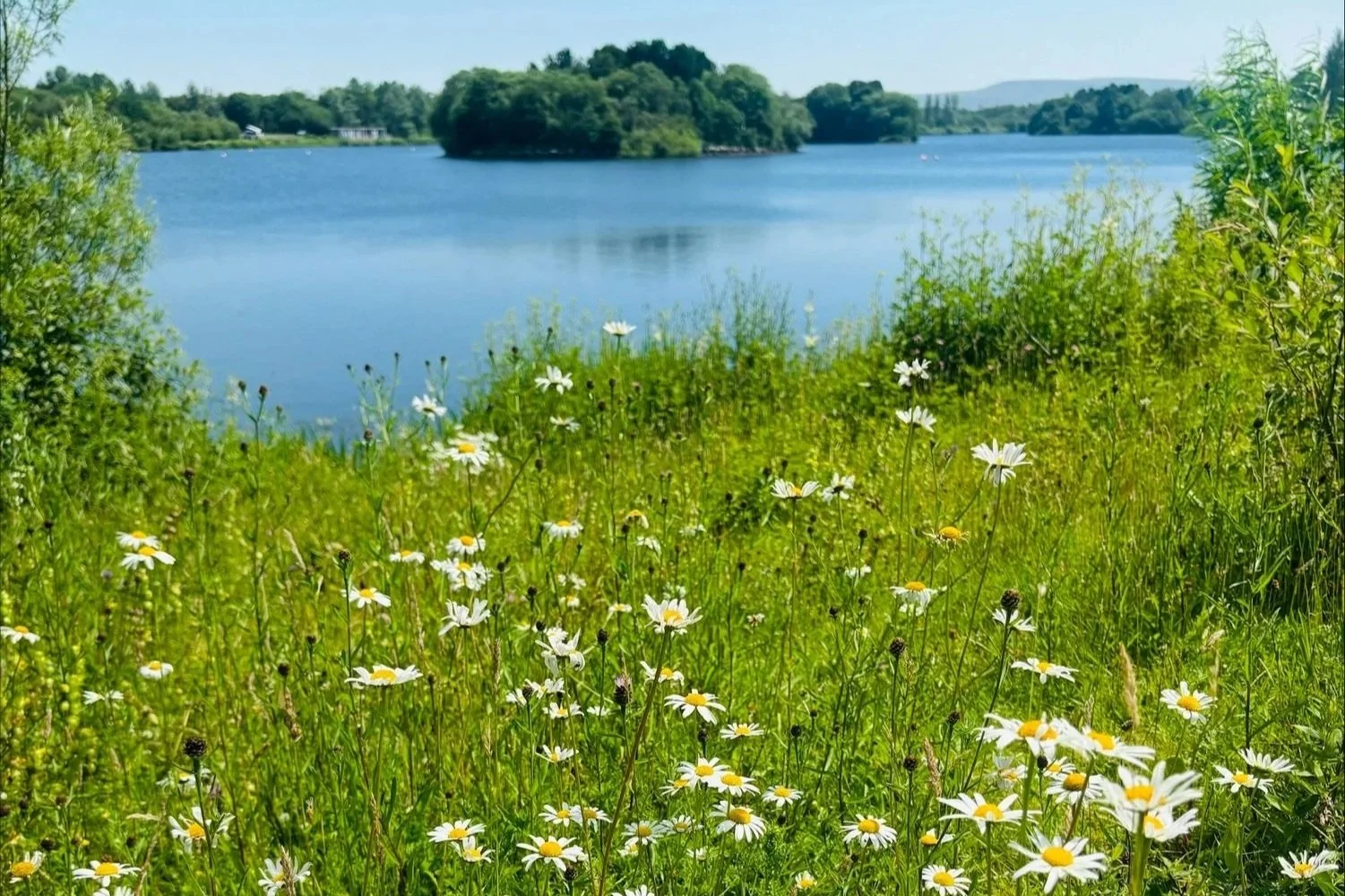 Your Local Nature Reserve is Blooming!