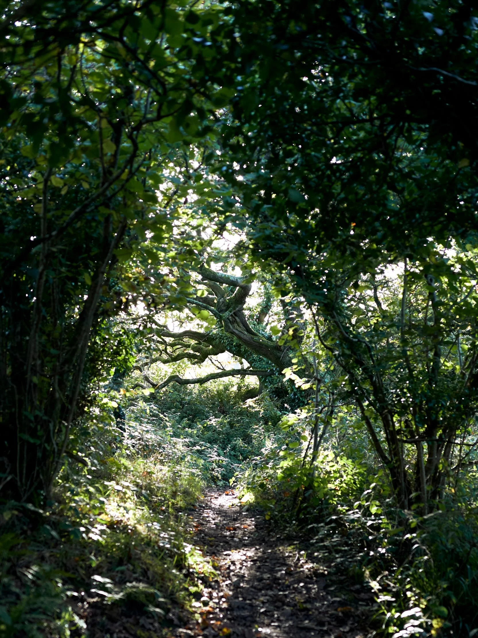 Ancient woodland rainforests along the coastal path. Doesn&rsquo;t get any better than this.