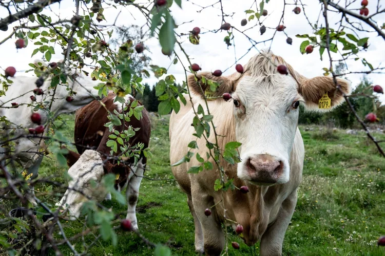 (77) Sälleryds gård