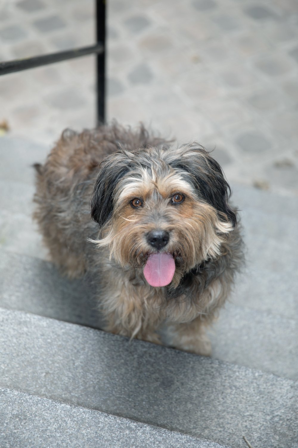 Ce parc canin de Montmartre partage des photos de chiens trop