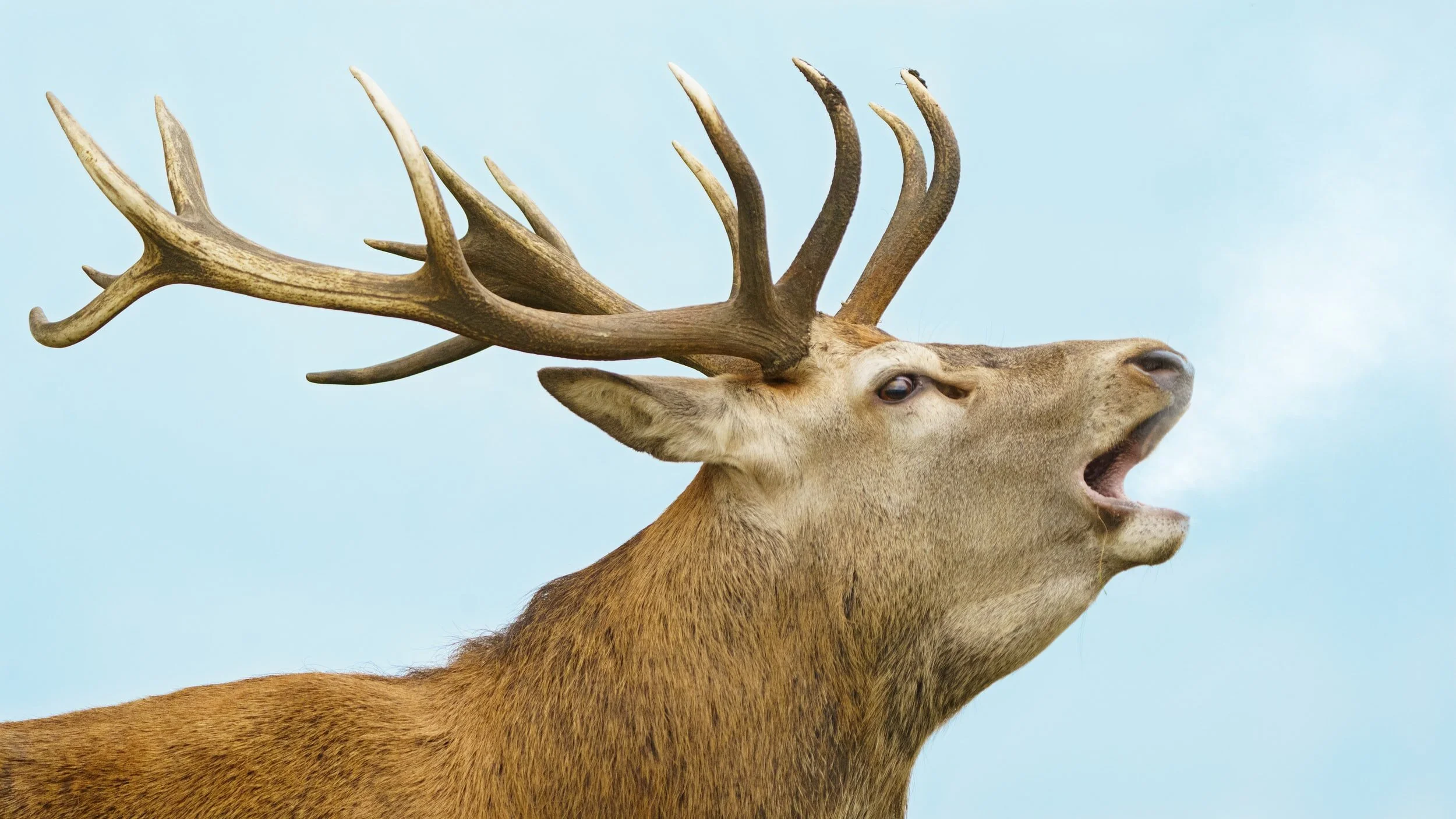Stag Roaring