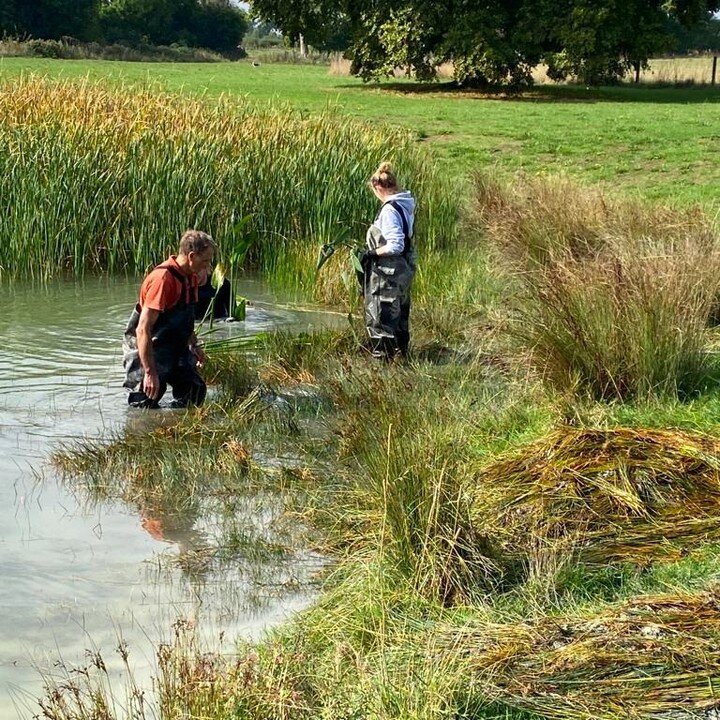 A few years ago, under the guidance of an aquatic ecologist, we planted over 2,000 reeds to help filter the swimming lakes @glovefactorystudios 

Over the summer, while everything around us turned golden-brown, the reeds went ballistic. 

Today Bob-a