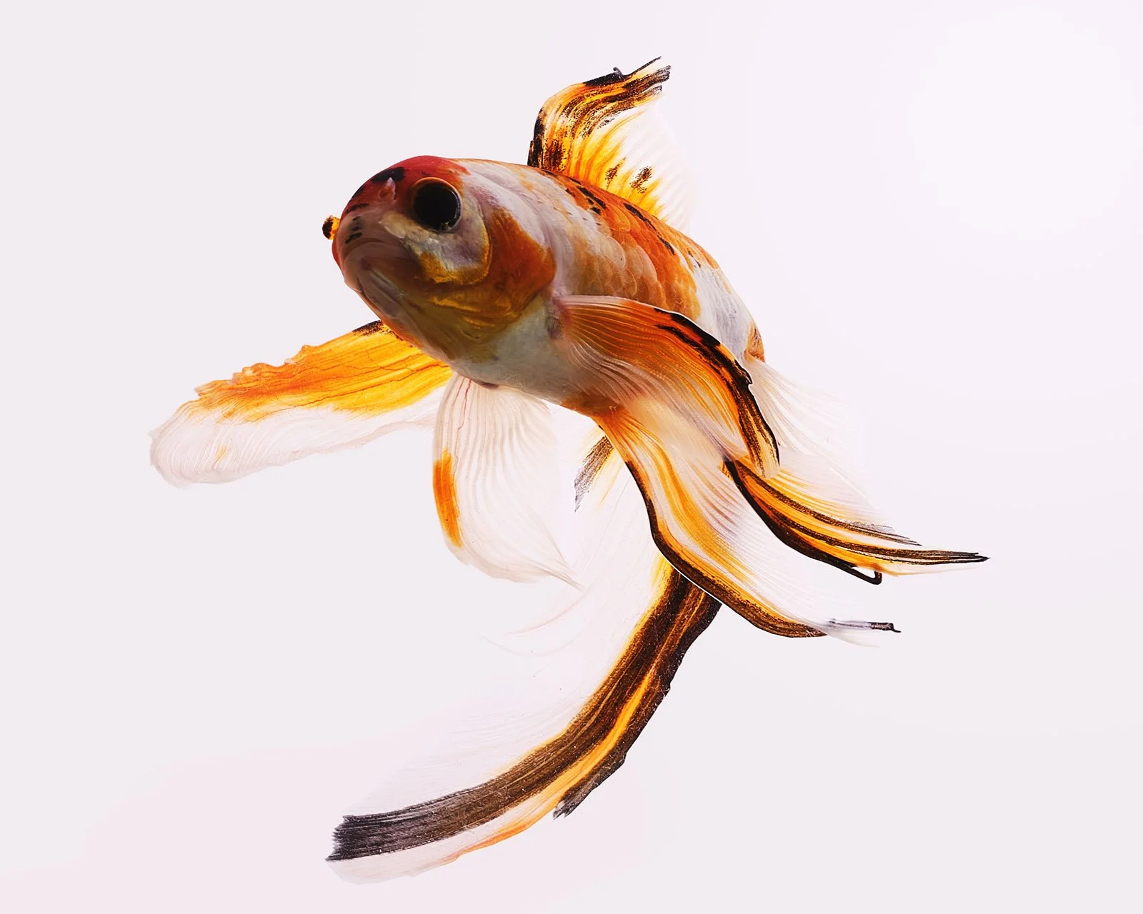 Fish on white.jpg