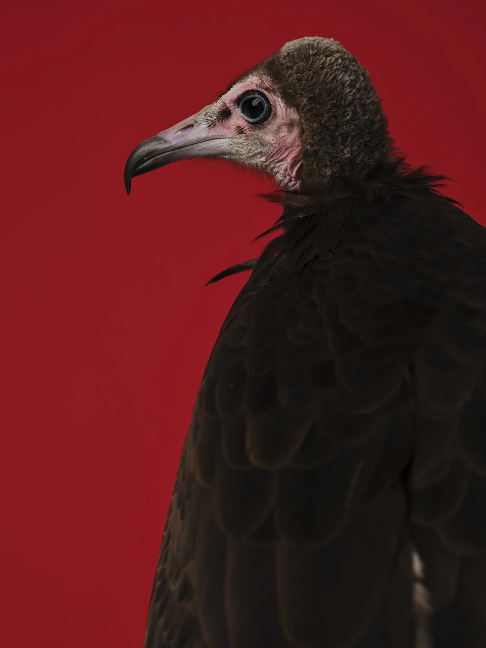 Raptors 19200 copy.jpg