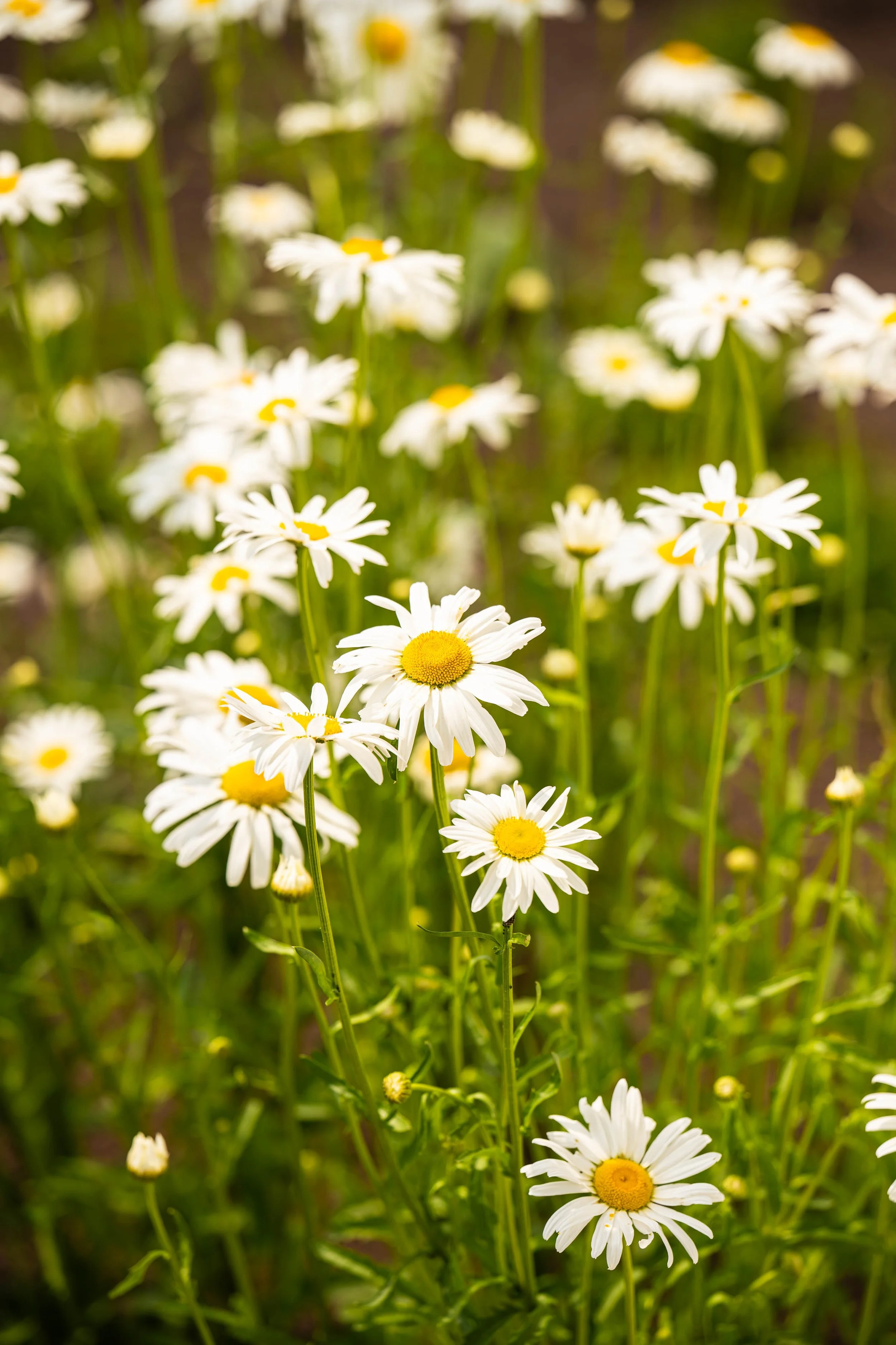 Foto tuin design tuinarchitect Wevelgem prairie 10 Magriet