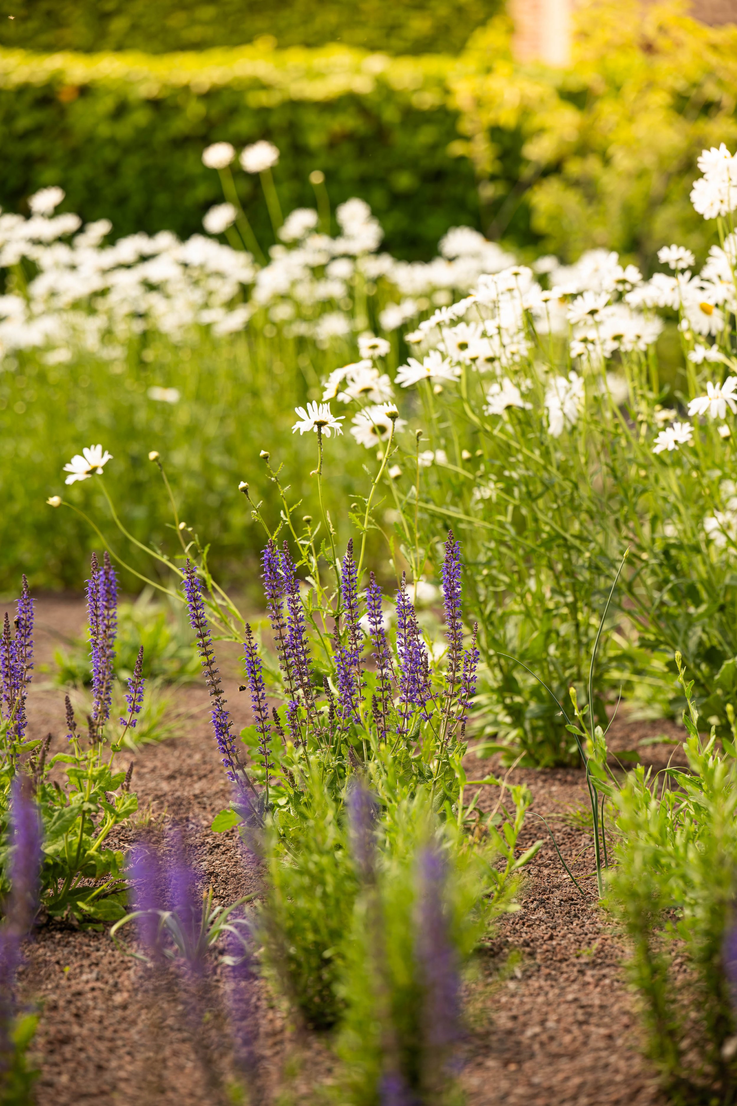 Foto tuin design tuinarchitect Wevelgem prairie 5