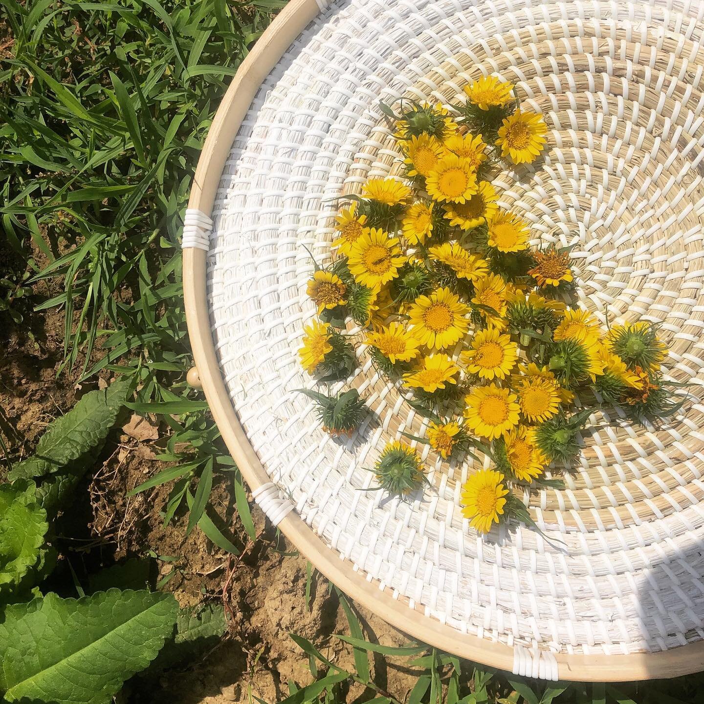 Get that stagnant mucus cleared out with this surprisingly yummy blend of gumweed, cinnamon, and peppermint leaf and essential oil infused into organic apple cider vinegar and local raw honey. It is fast-acting when you need it most. ⁣Gumweed was lov