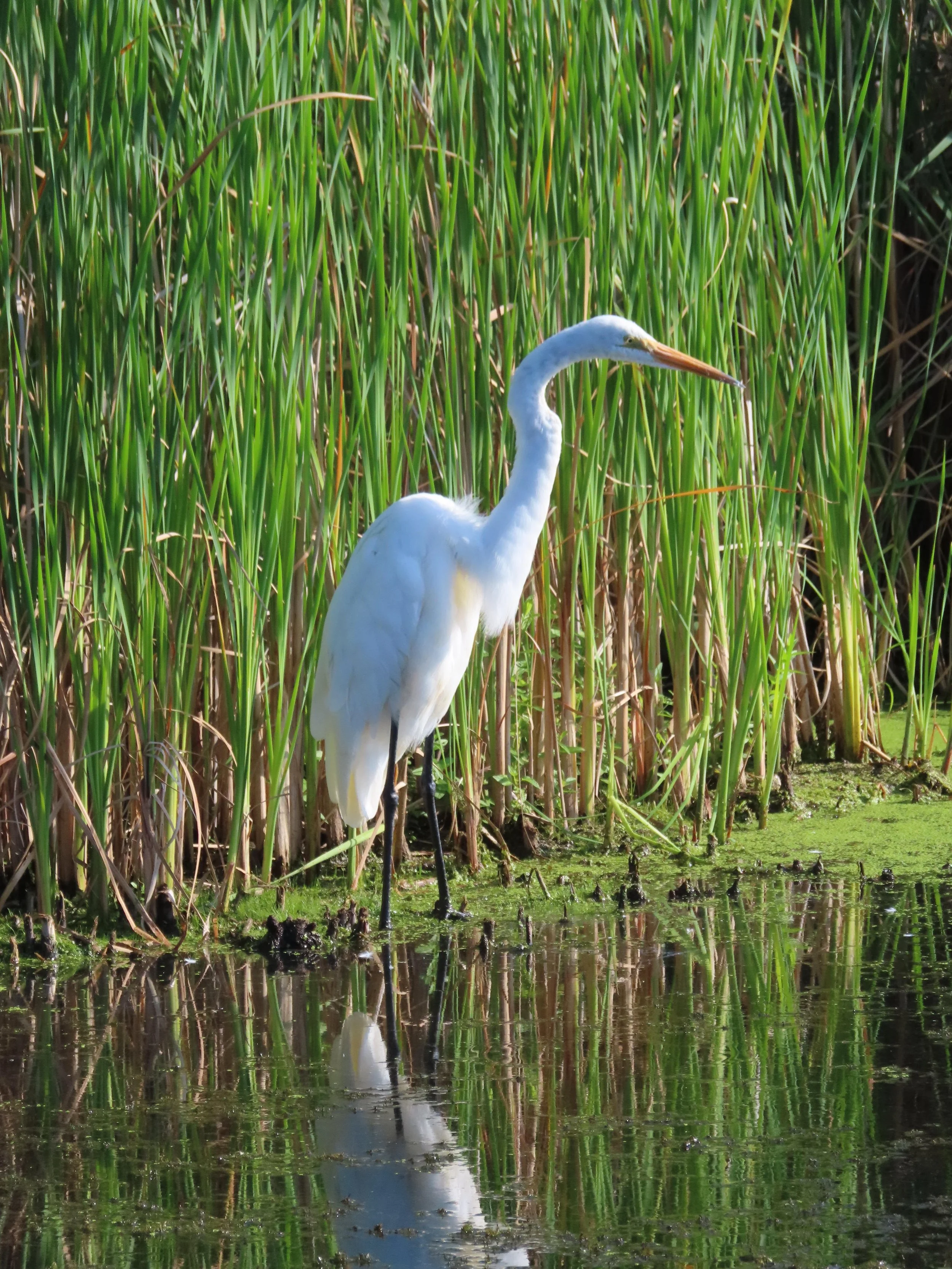 Great Egret