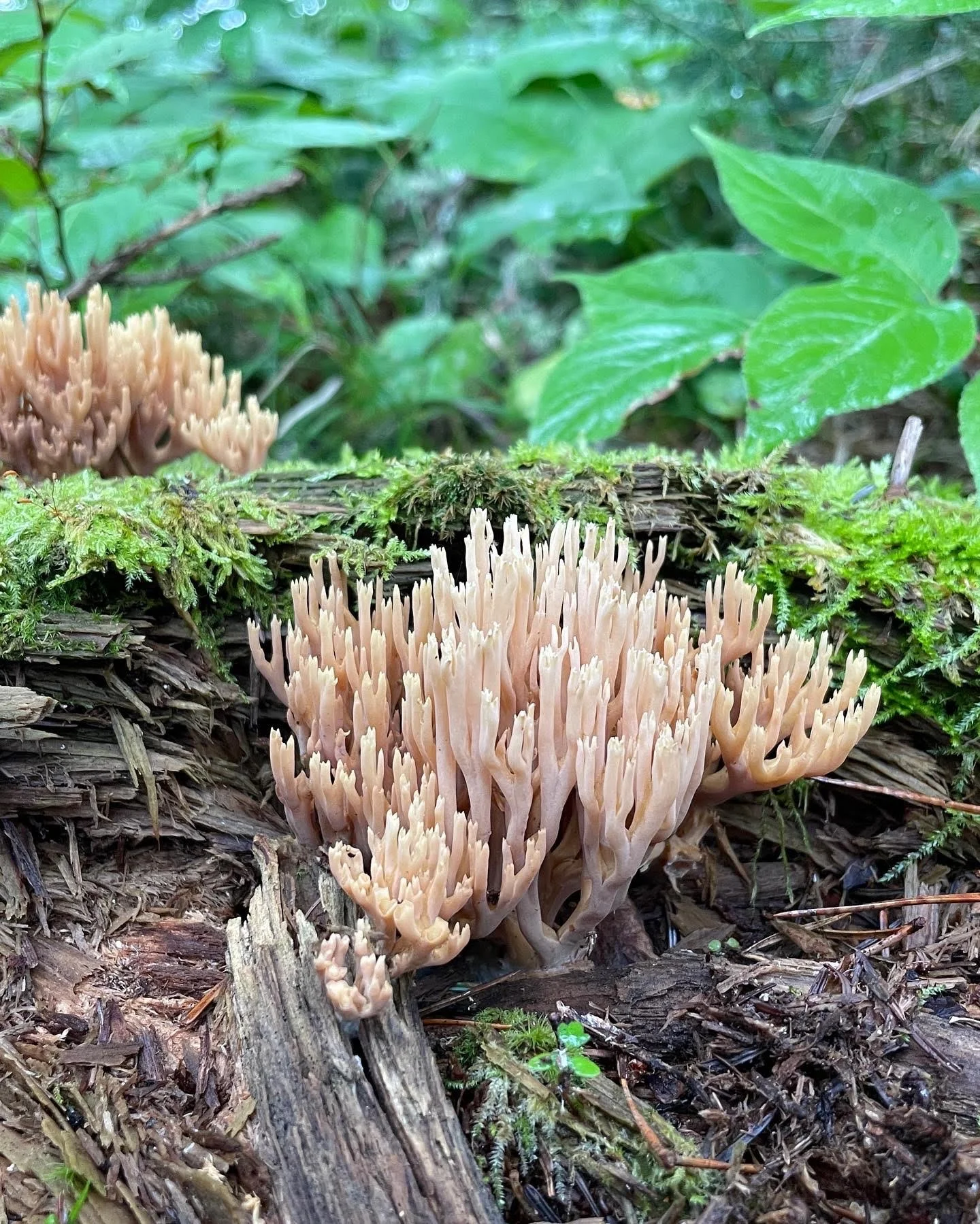 Upright Coral Fungus