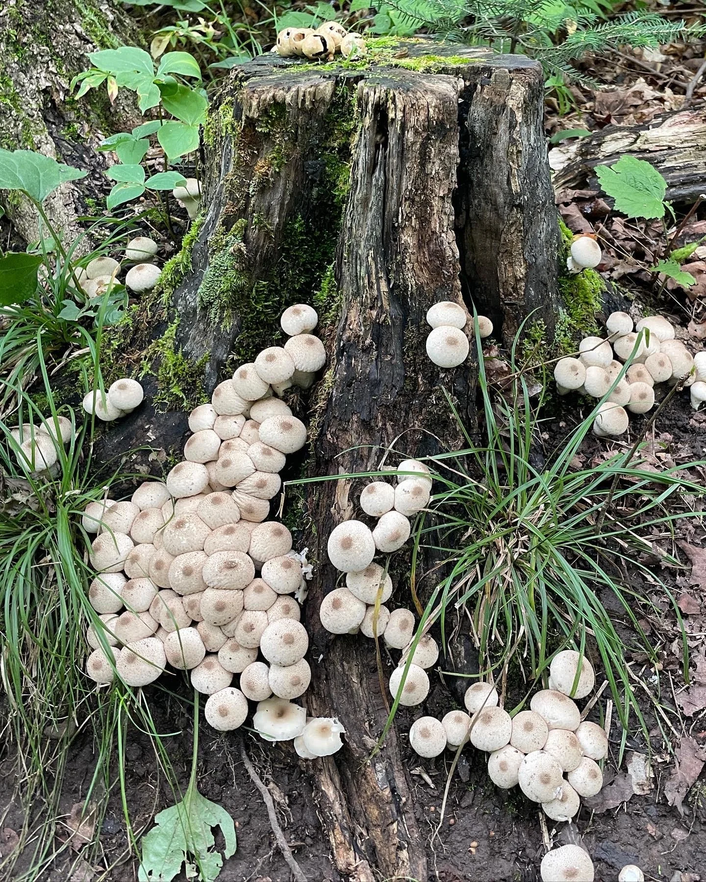 Stump Puffballs