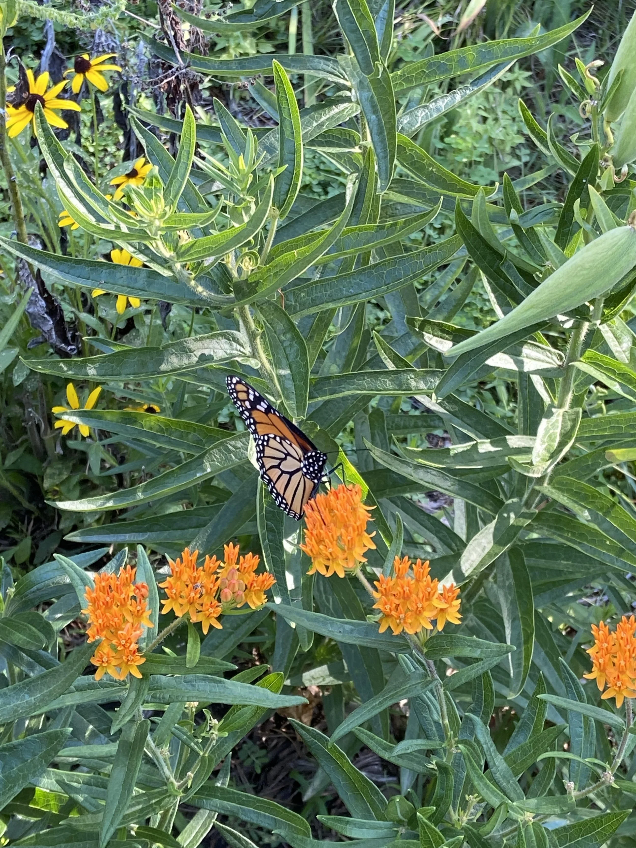 Butterfly on butterfly (milk)weed