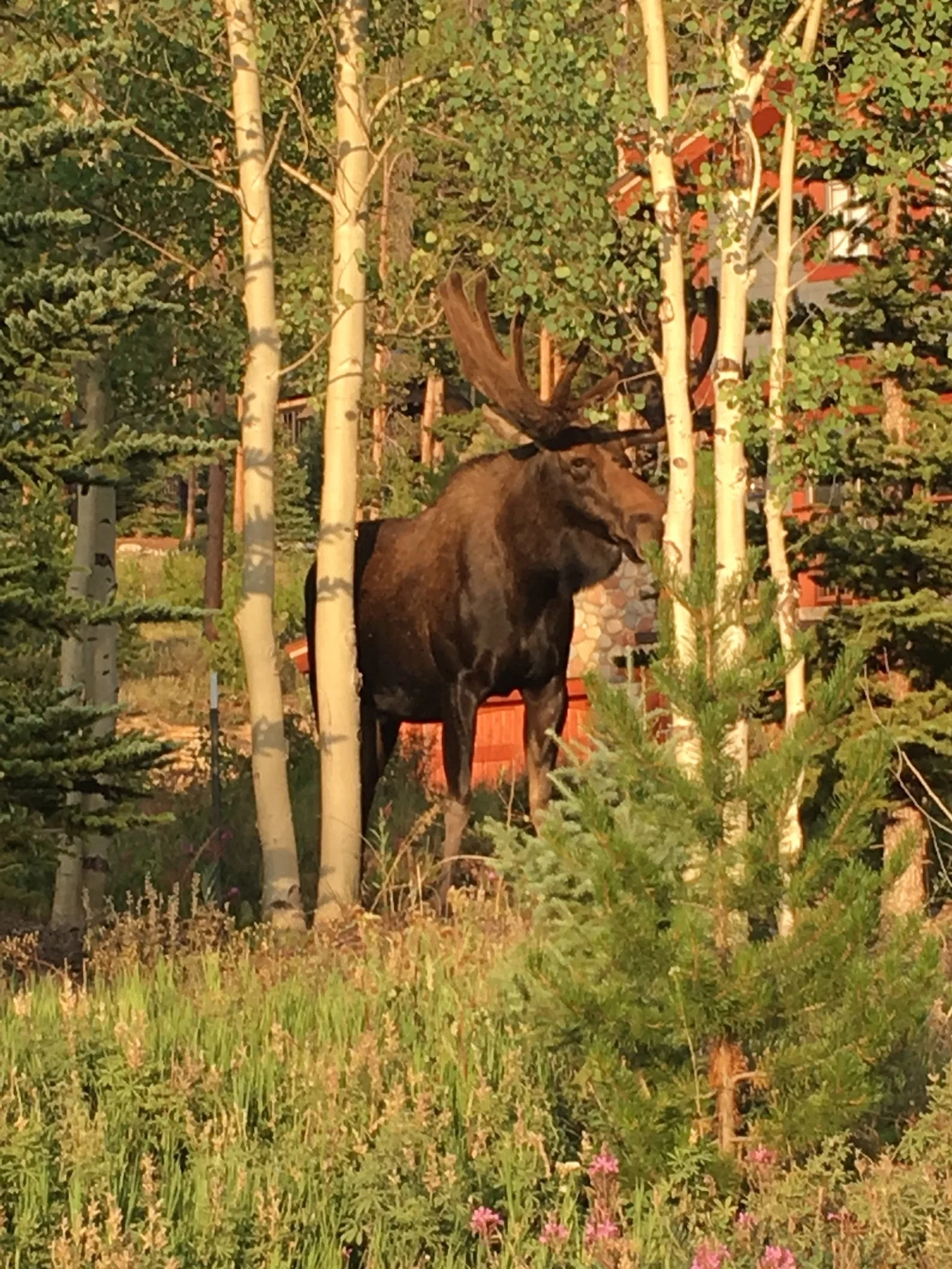 The Peace of Wild Things